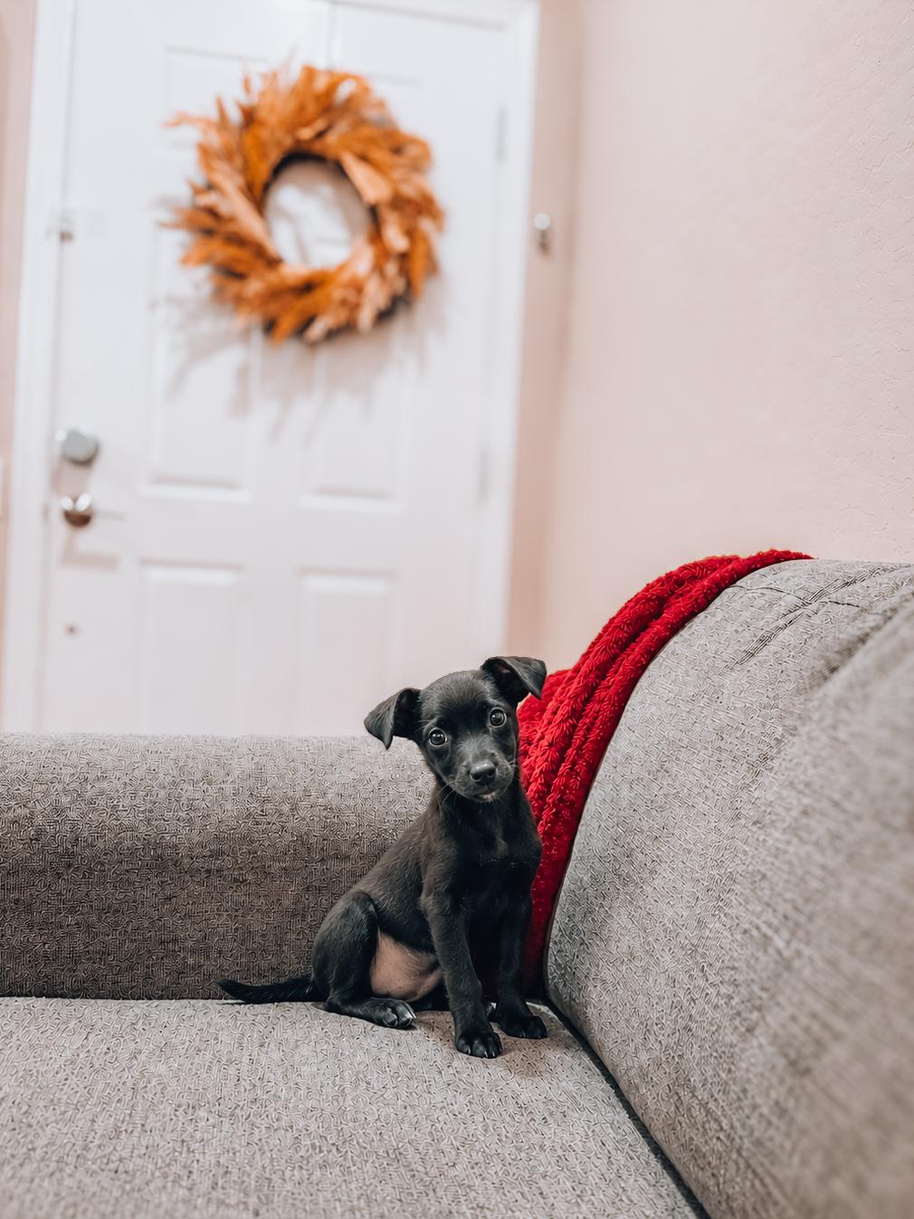Enlarge Posy, a Adoptable mixed breed in Goodyear, AZ image 1/1
