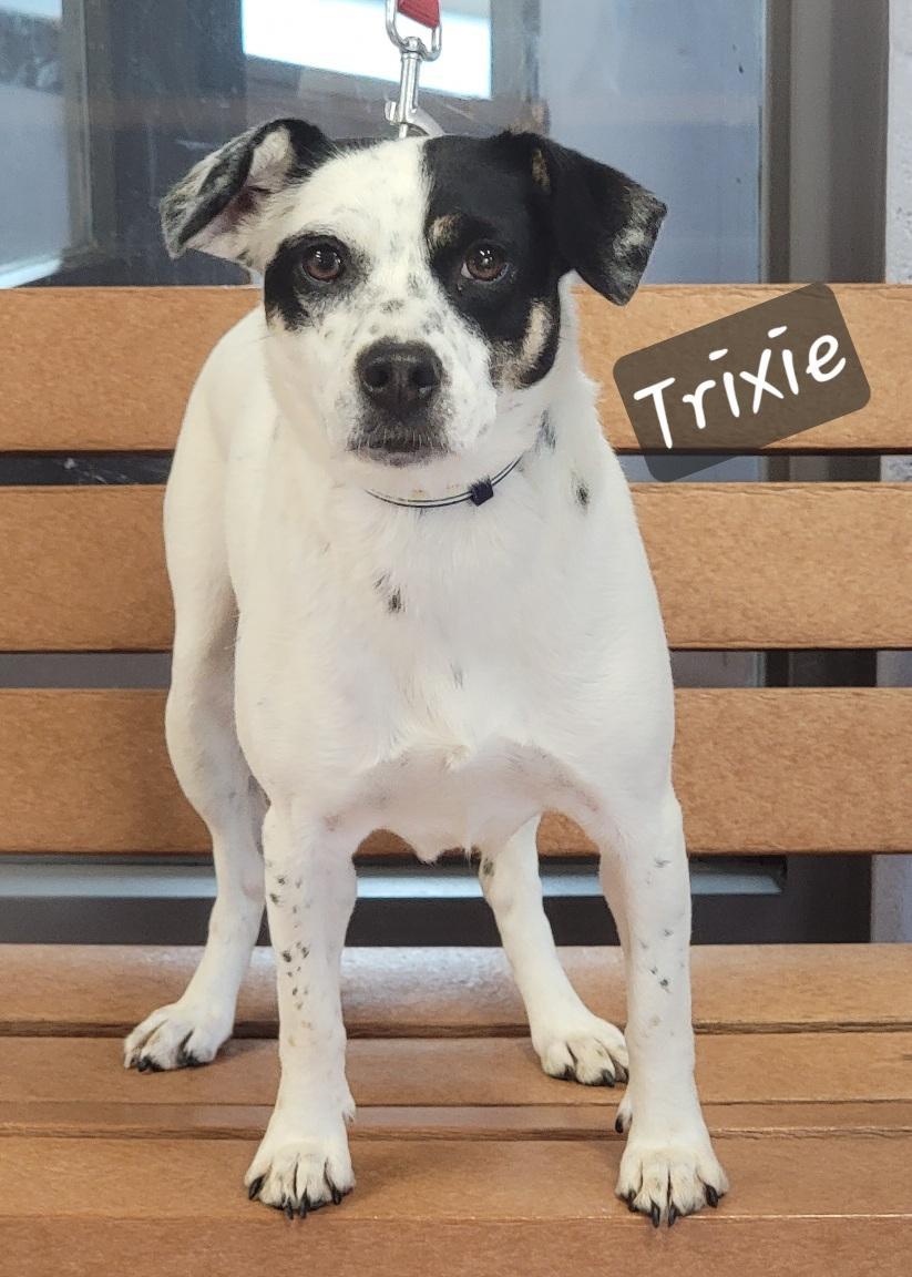 Trixie, Adoptable, Adult Female Fox Terrier.