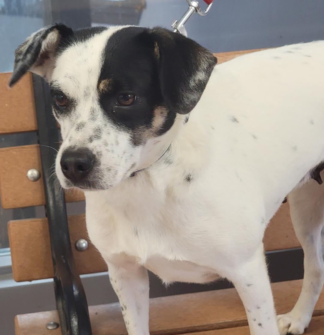 Enlarge Trixie, a Adoptable mixed breed in Prince Frederick, MD image 2/3
