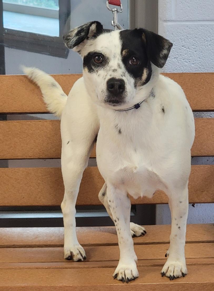 Enlarge Trixie, a Adoptable mixed breed in Prince Frederick, MD image 3/3