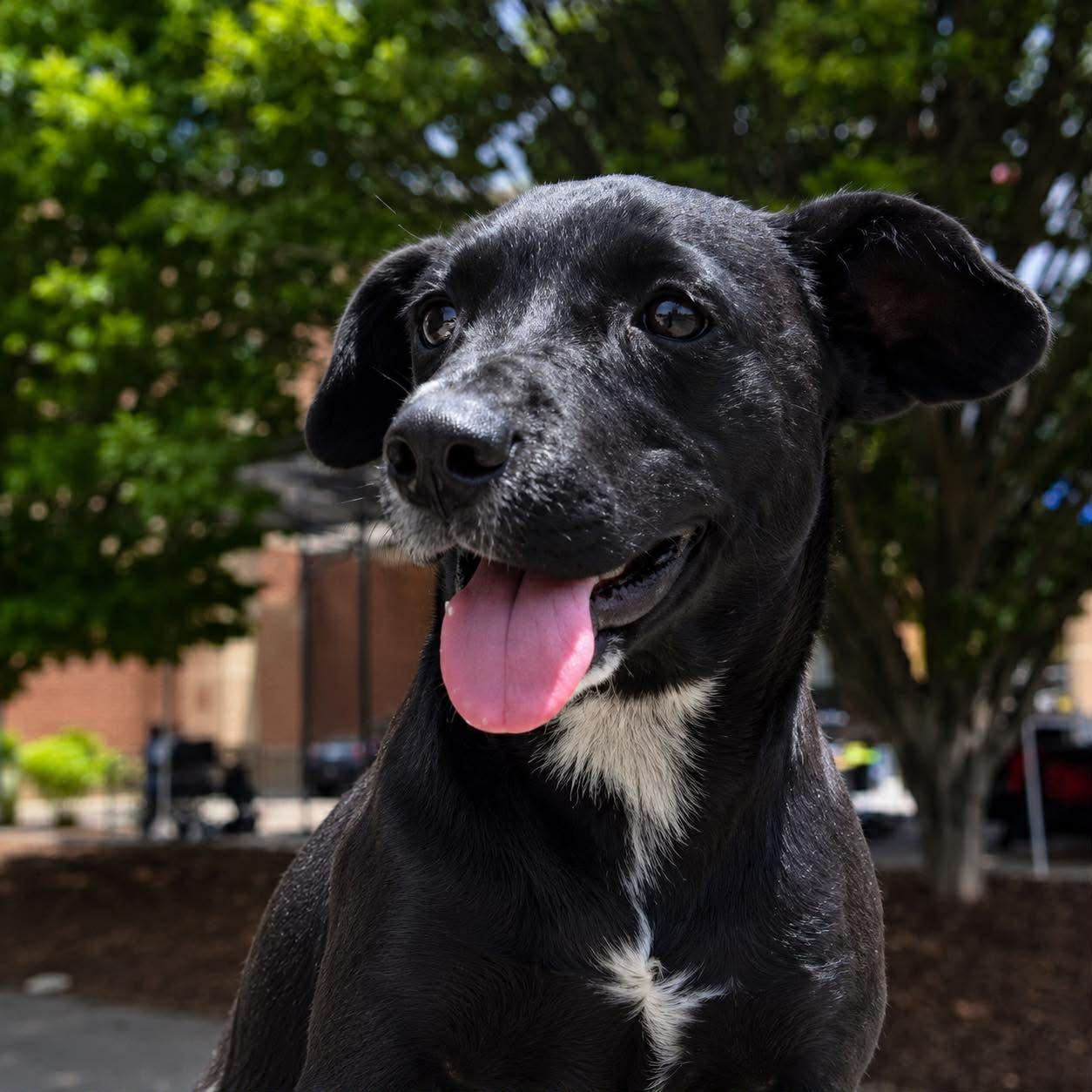 Kassie, a Adopted Border Collie in Thomasville, NC image 3/3