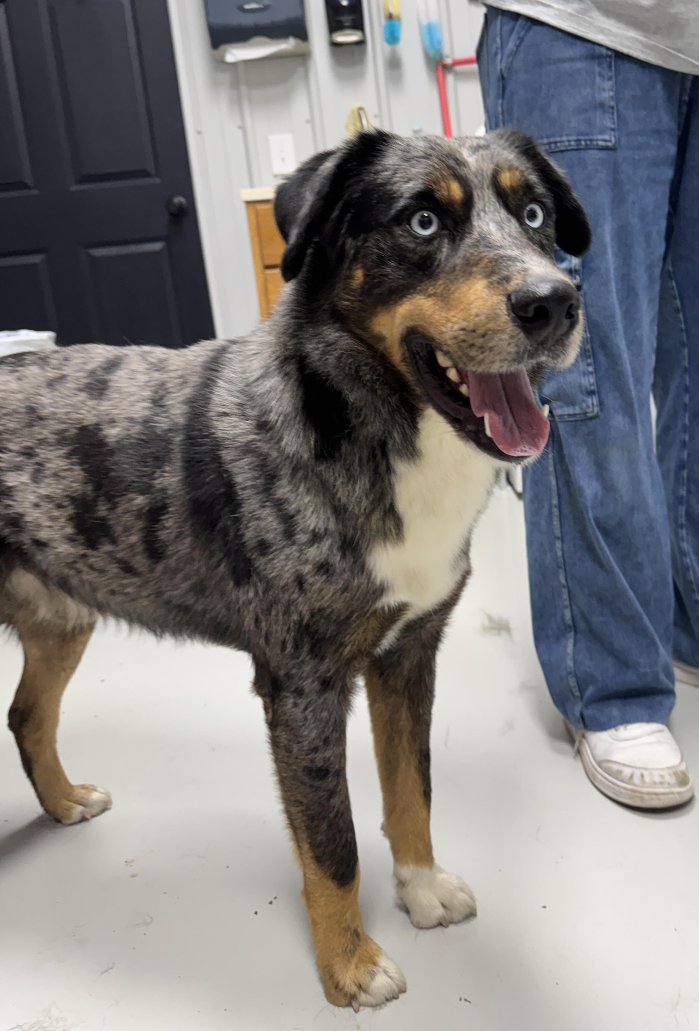 Blue, an adopted mixed breed in Hartford, KY image 3/3