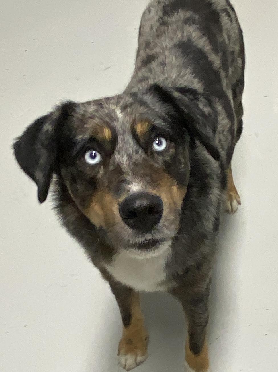 Blue, adopted, Adult Male Catahoula Leopard Dog & Australian Shepherd.