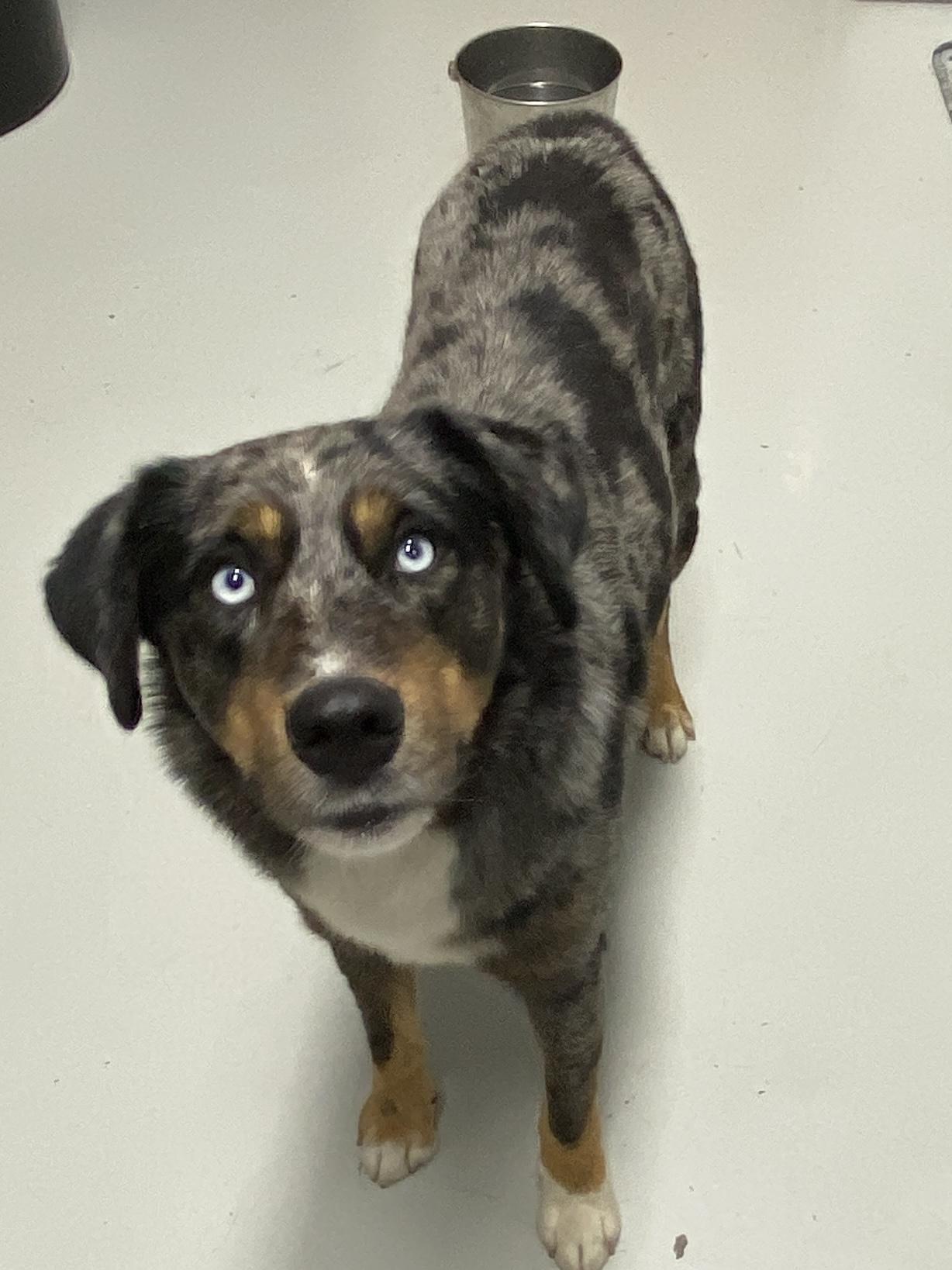Blue, an adopted mixed breed in Hartford, KY image 2/3