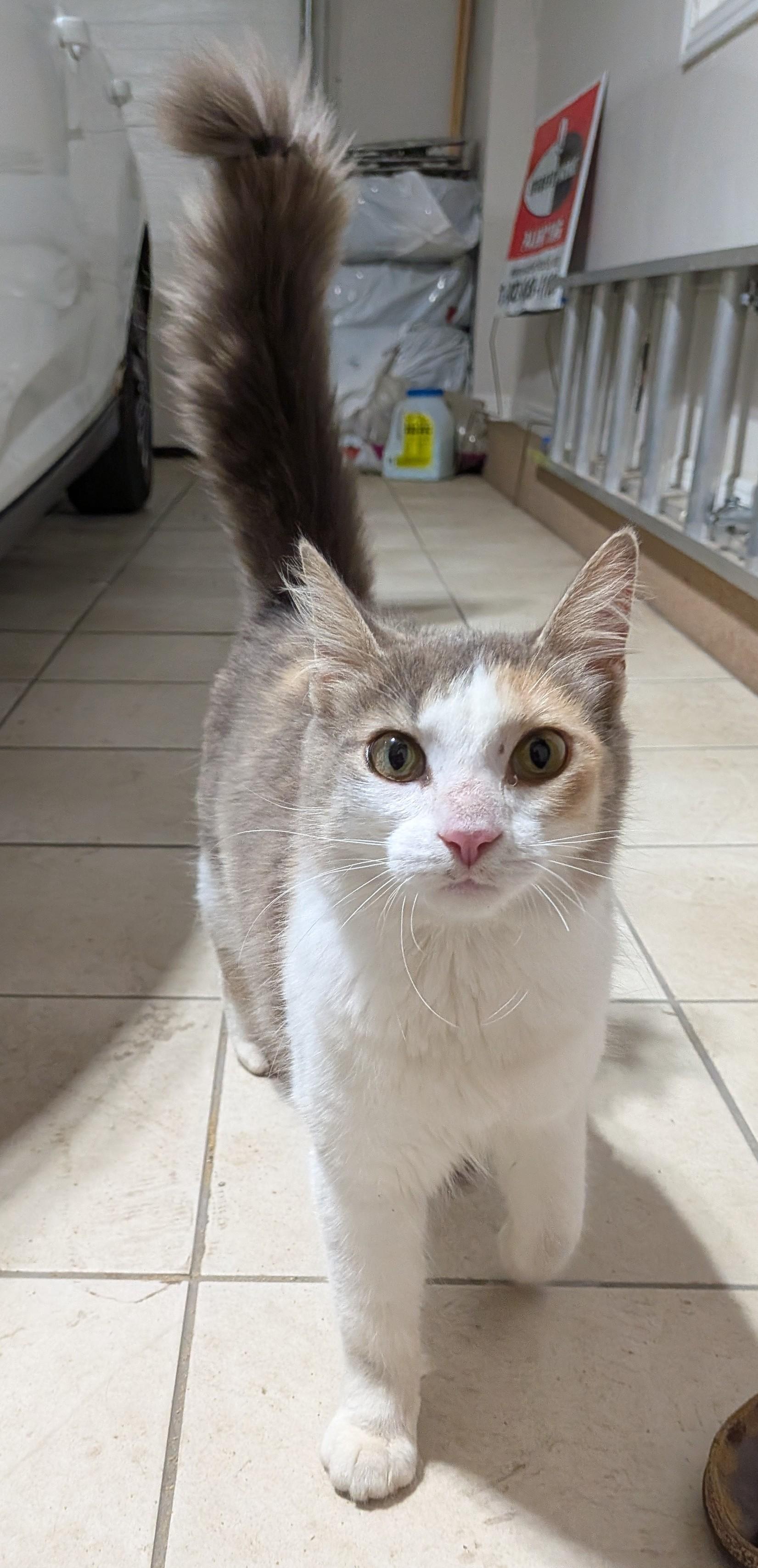 POPPY, a Adoptable Domestic Long Hair in Tillsonburg, ON image 1/2