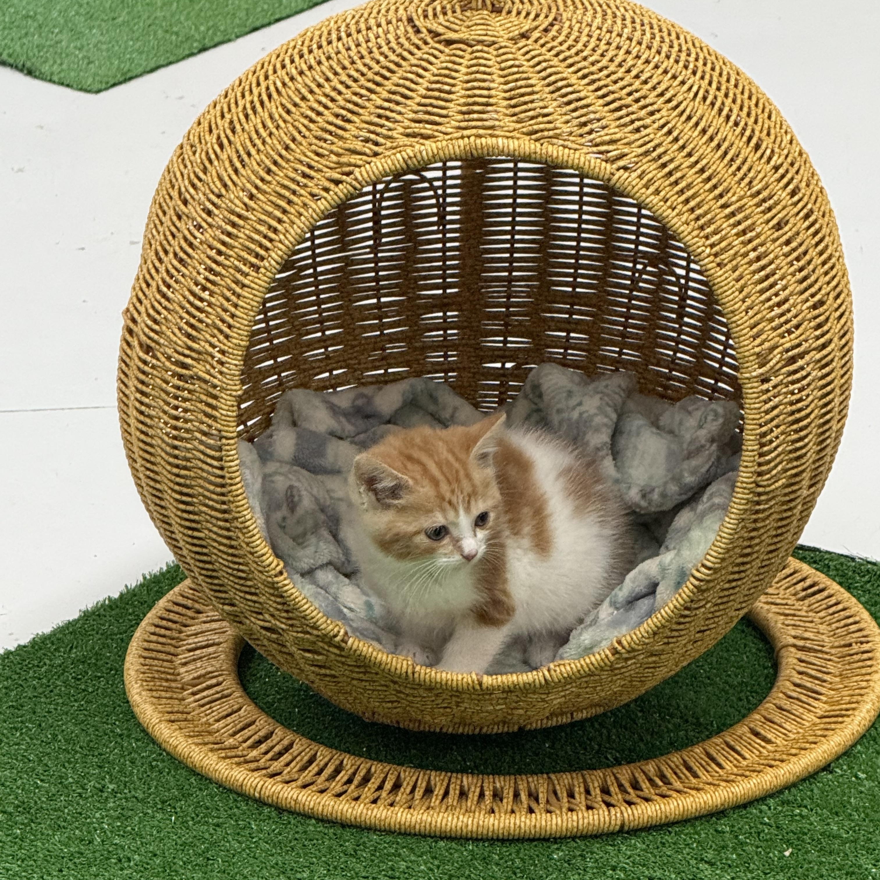 Enlarge Nacho, a Adopted Domestic Medium Hair in Lebanon, KY image 5/5