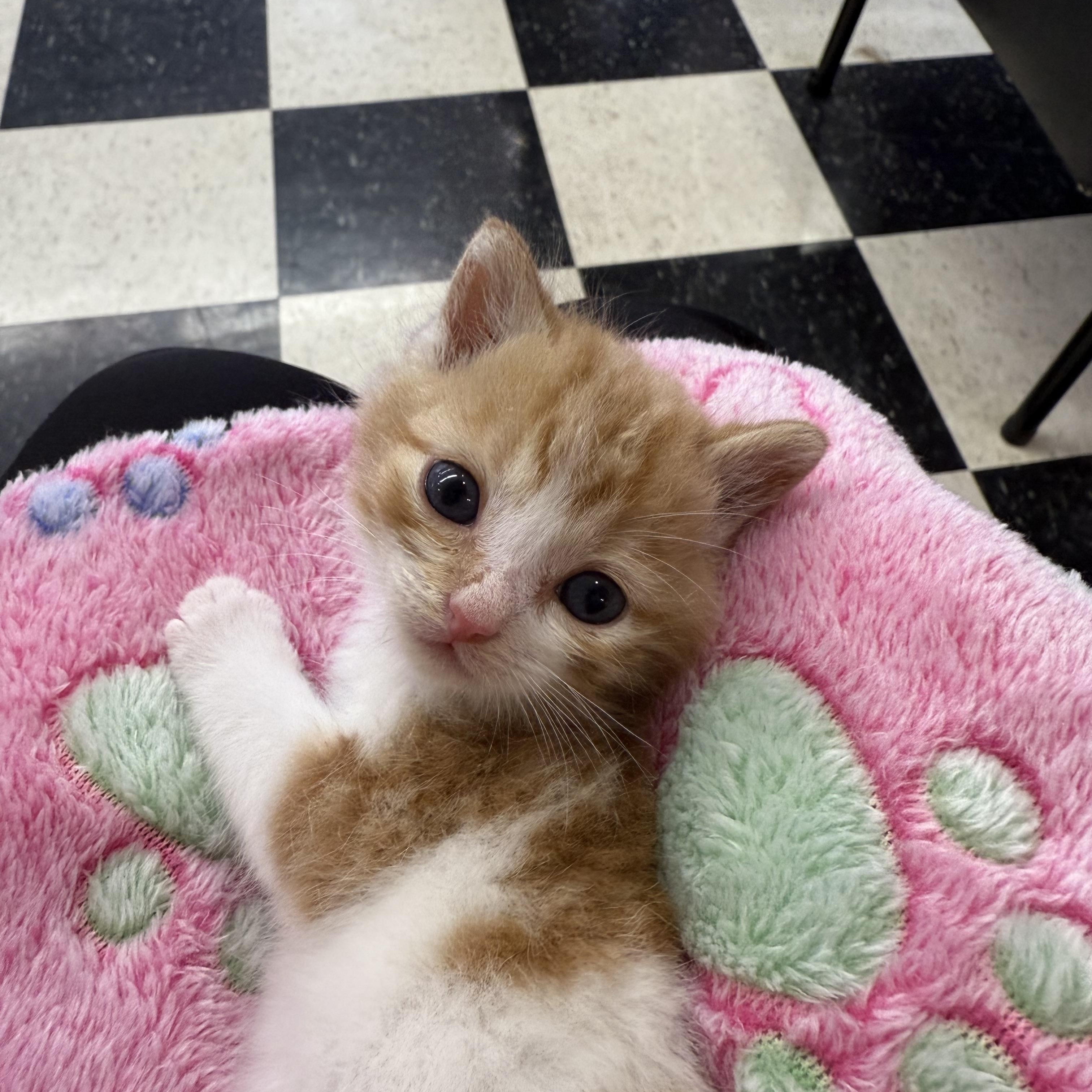 Enlarge Nacho, a Adopted Domestic Medium Hair in Lebanon, KY image 4/5