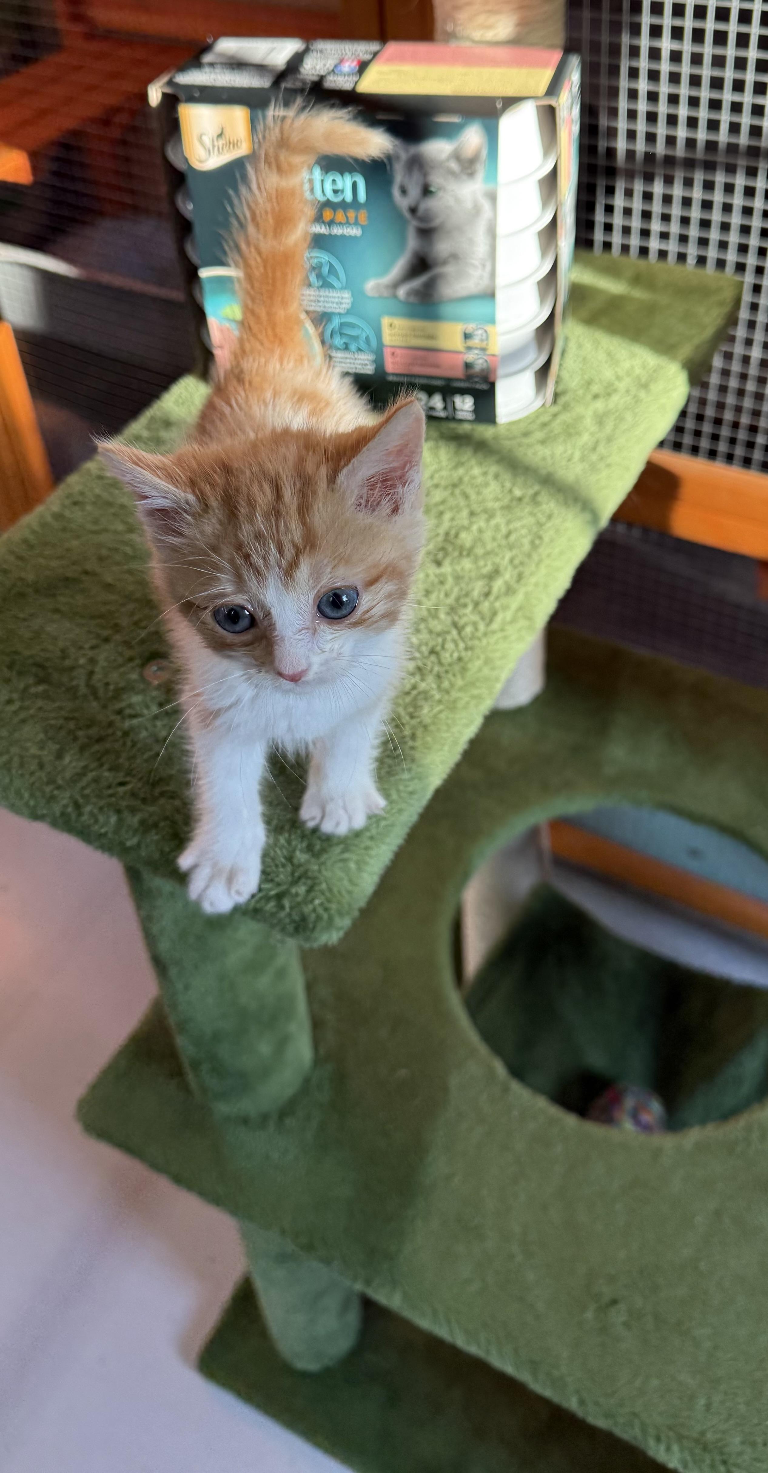 Enlarge Nacho, a Adopted Domestic Medium Hair in Lebanon, KY image 2/5