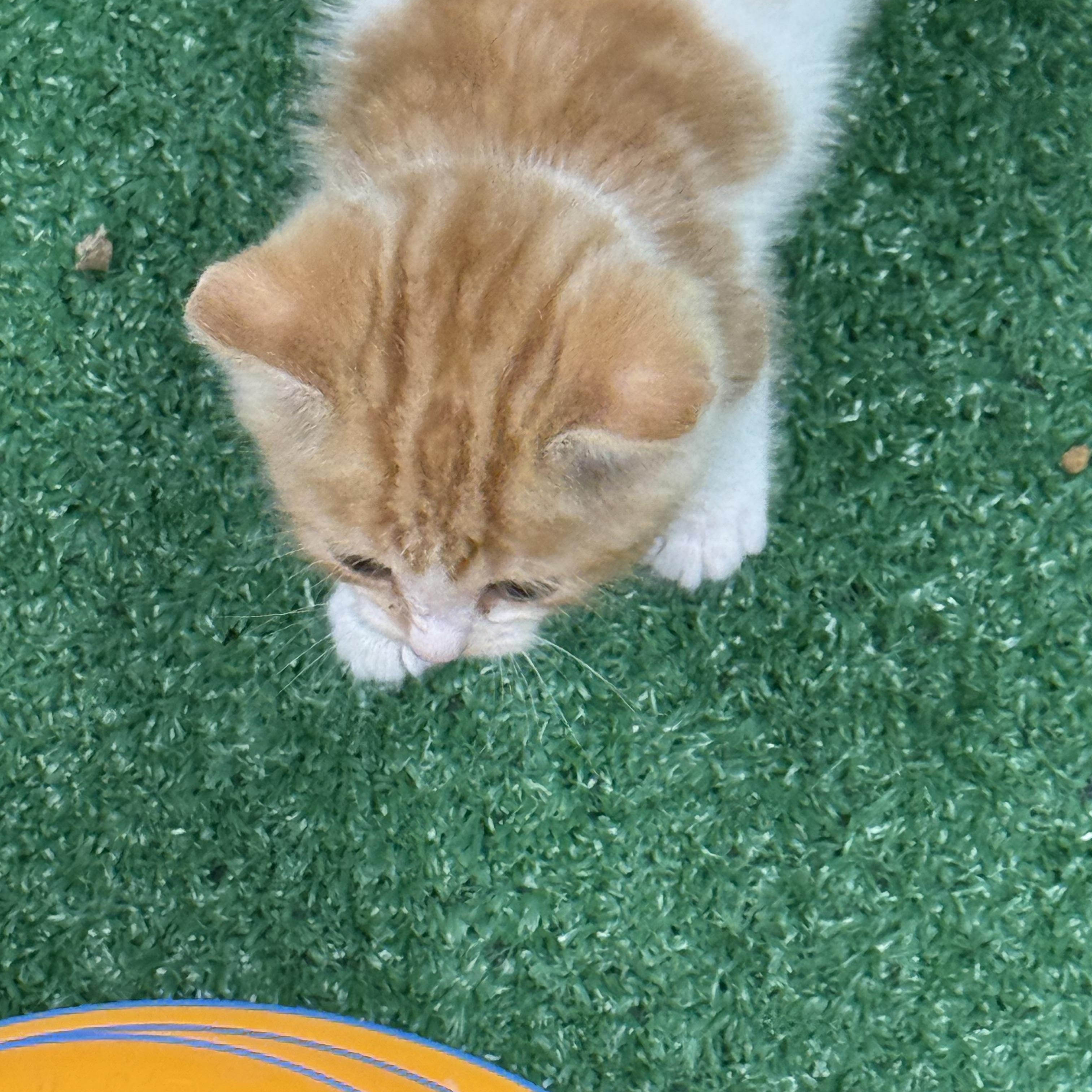 Enlarge Nacho, a Adopted Domestic Medium Hair in Lebanon, KY image 3/5