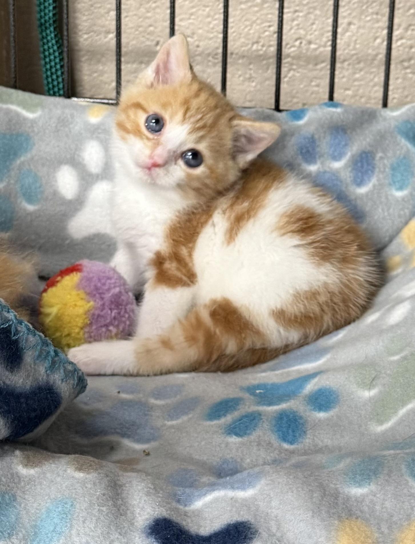 Enlarge Nacho, a Adopted Domestic Medium Hair in Lebanon, KY image 1/5