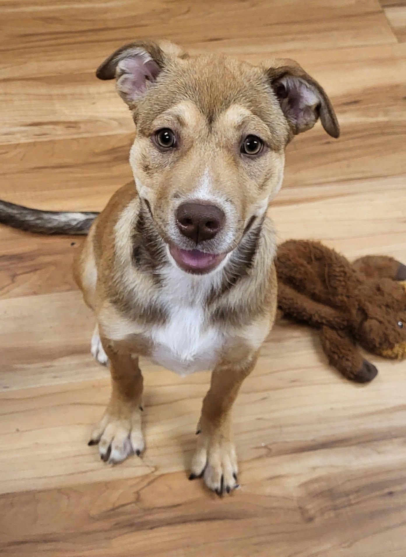 Enlarge Poppy, a Adopted mixed breed in Canon City, CO image 2/3