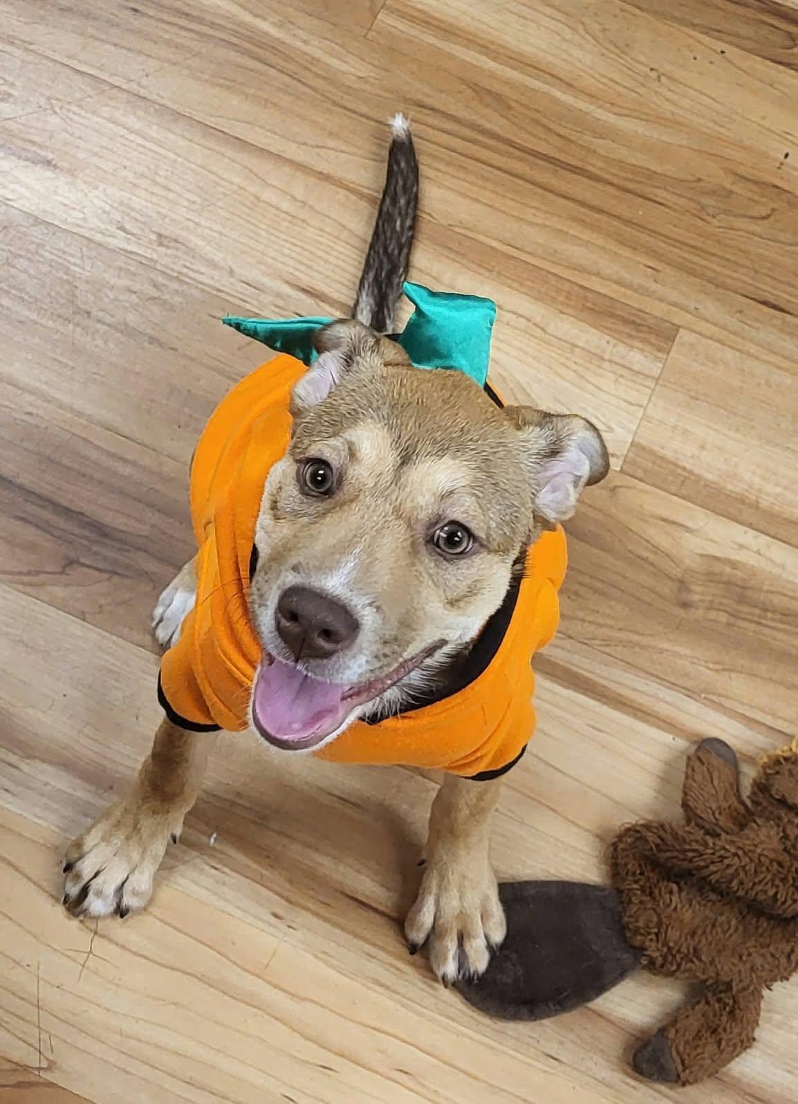 Enlarge Poppy, a Adopted mixed breed in Canon City, CO image 3/3
