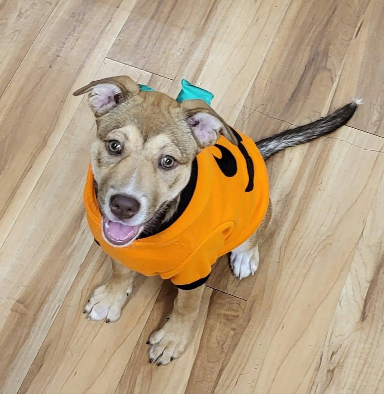 Enlarge Poppy, a Adopted mixed breed in Canon City, CO image 1/3