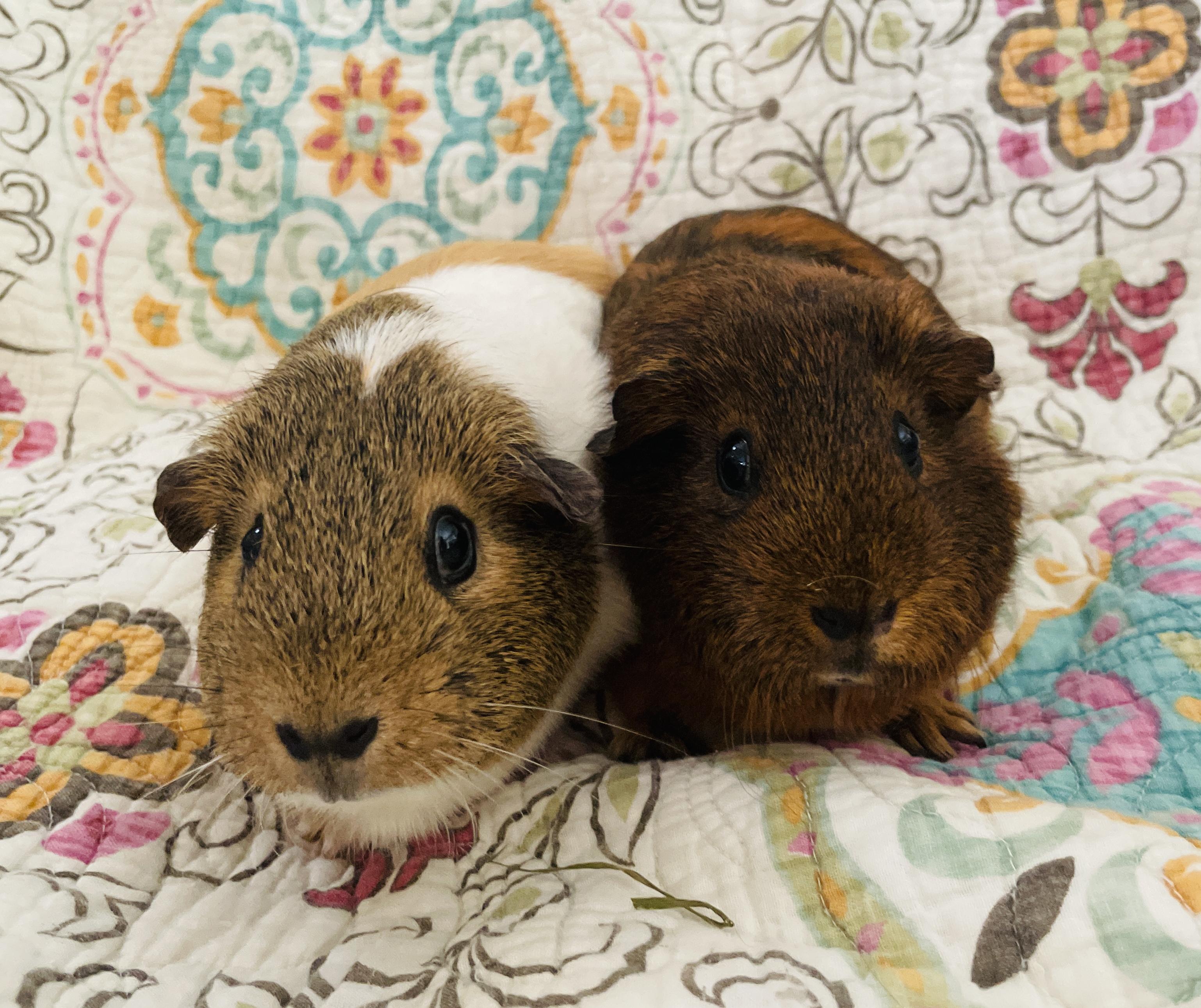 Enlarge Sugar & Spice, an adopted Guinea Pig in long beach, CA image 4/4