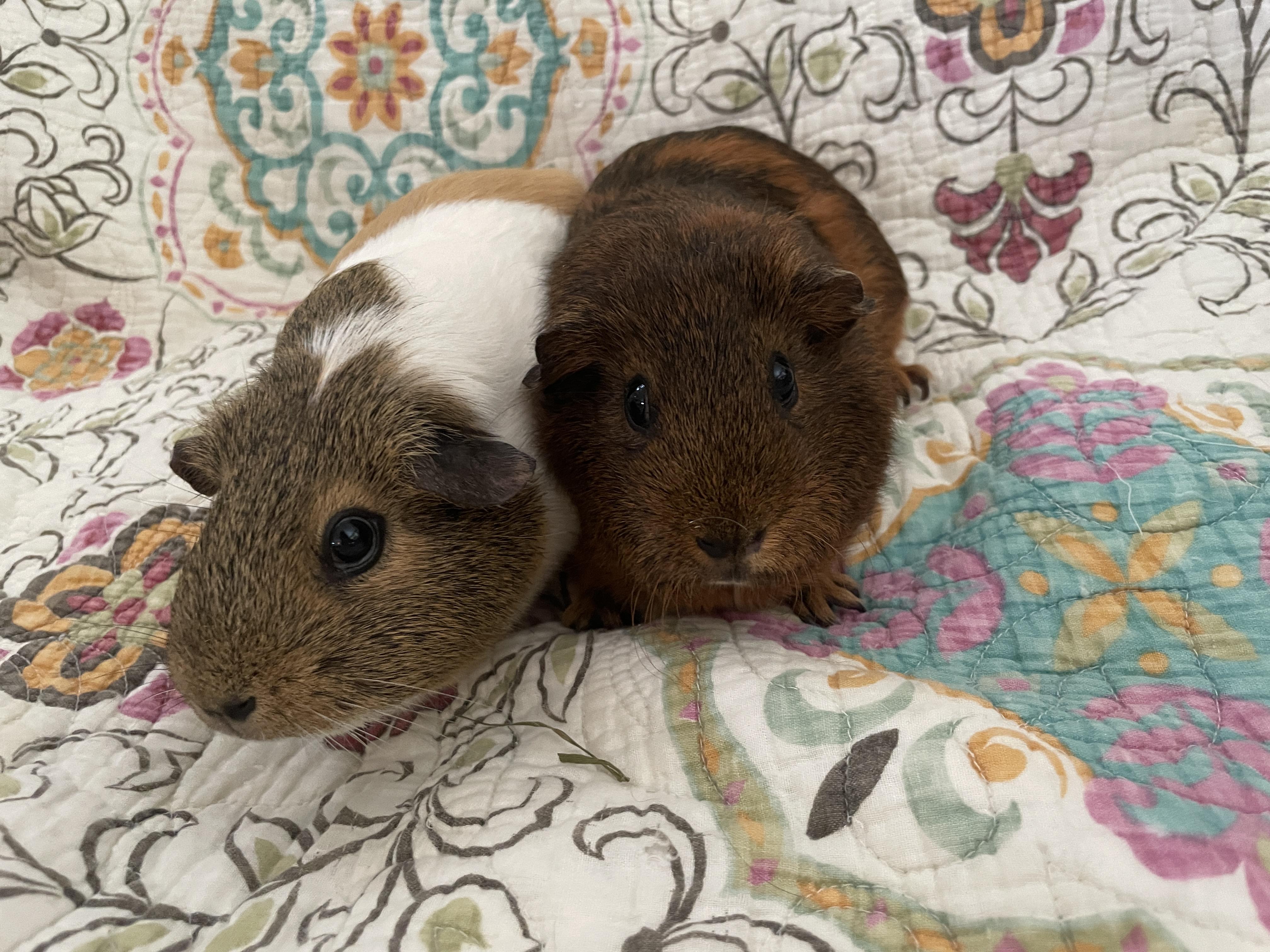 Enlarge Sugar & Spice, an adopted Guinea Pig in long beach, CA image 3/4