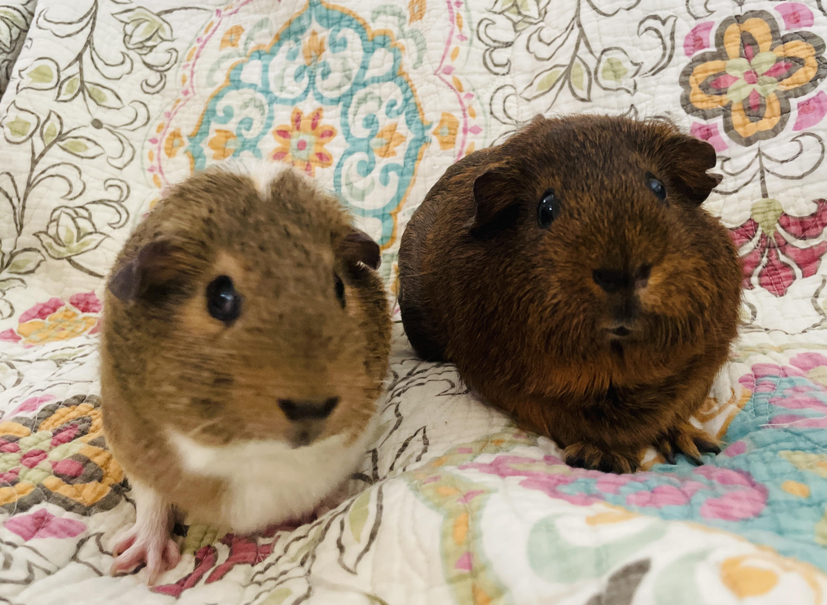 Sugar & Spice, adopted, Young Female Guinea Pig.