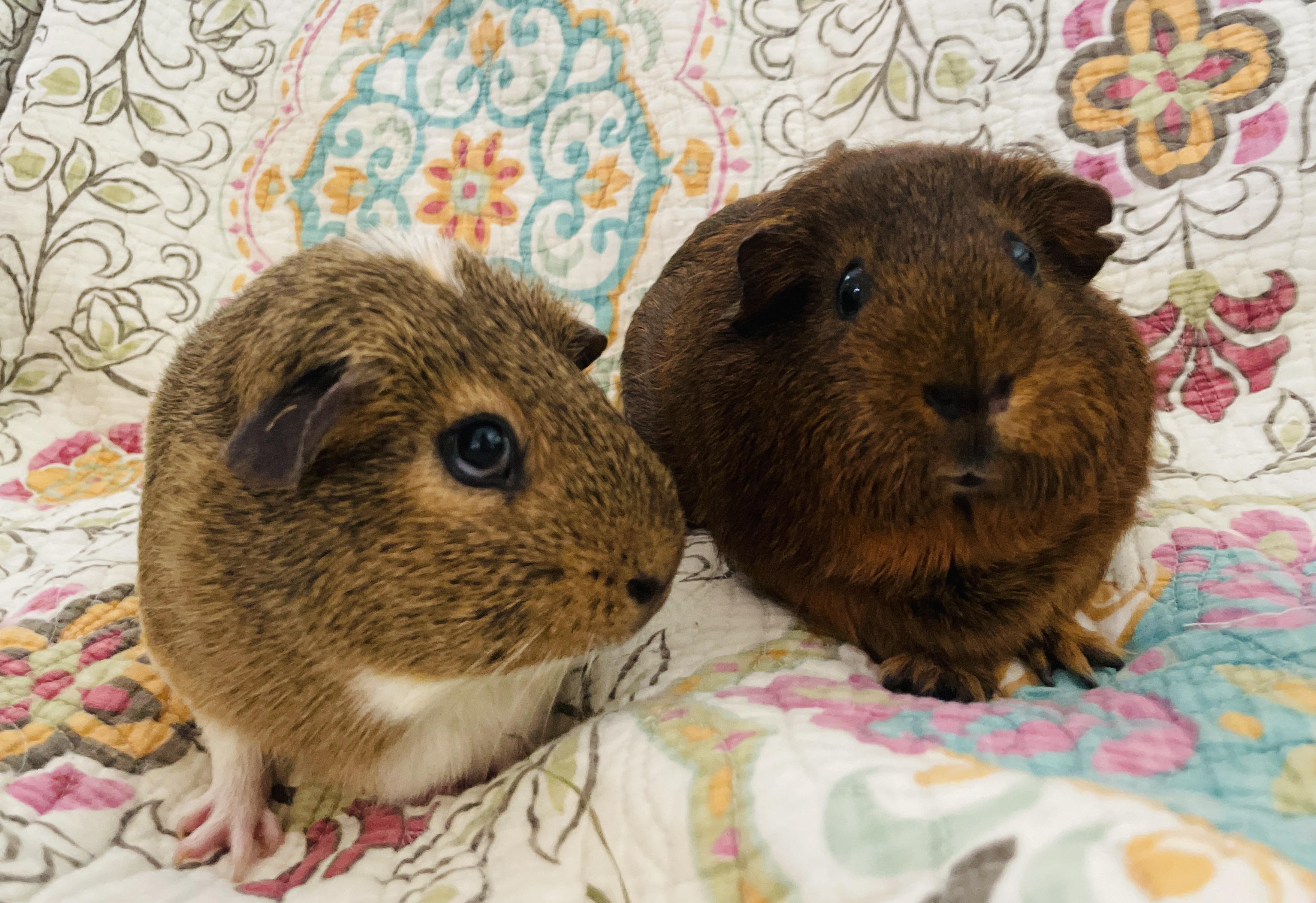 Enlarge Sugar & Spice, an adopted Guinea Pig in long beach, CA image 2/4