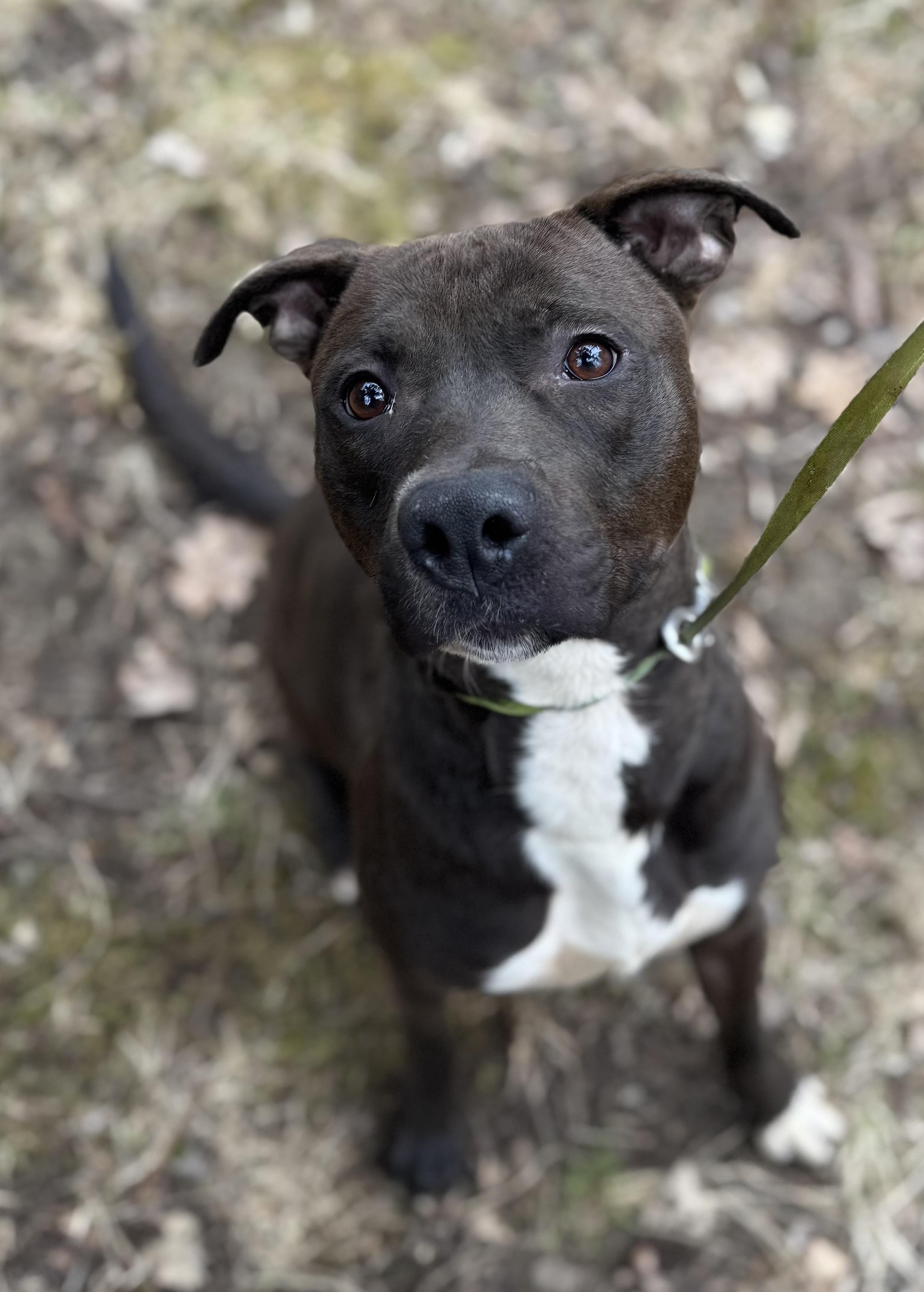 Jake, an adoptable Mixed Breed in Vassalboro, ME, 04989 | Photo Image 1