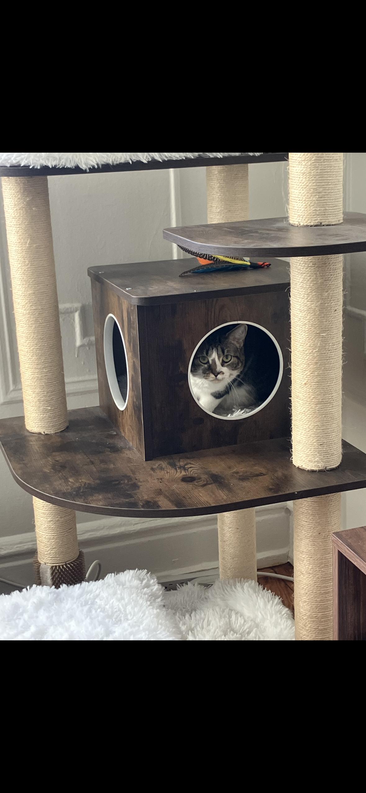 Sofrita, ADOPTABLE, Young Female American Shorthair.