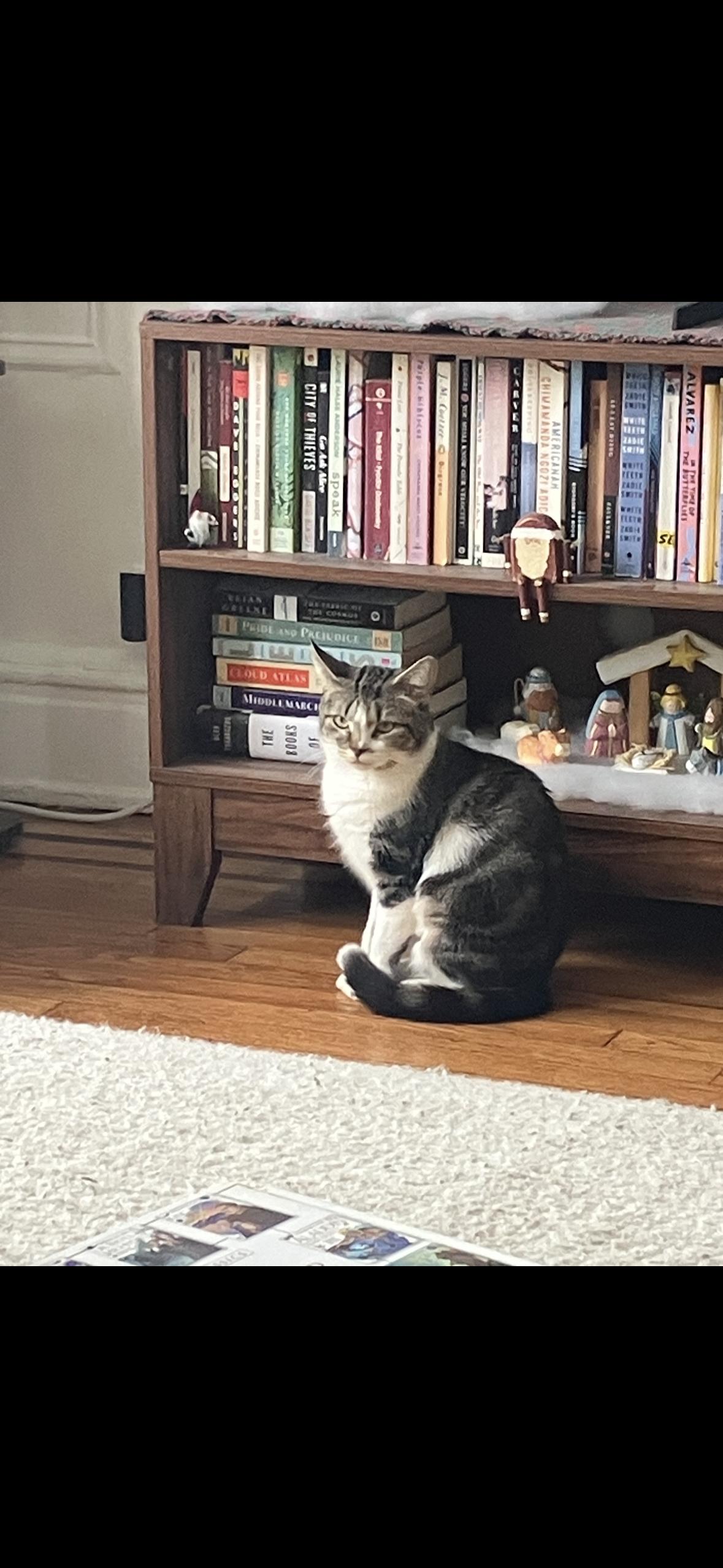 Enlarge Sofrita, a ADOPTABLE American Shorthair in Brooklyn, NY image 3/4