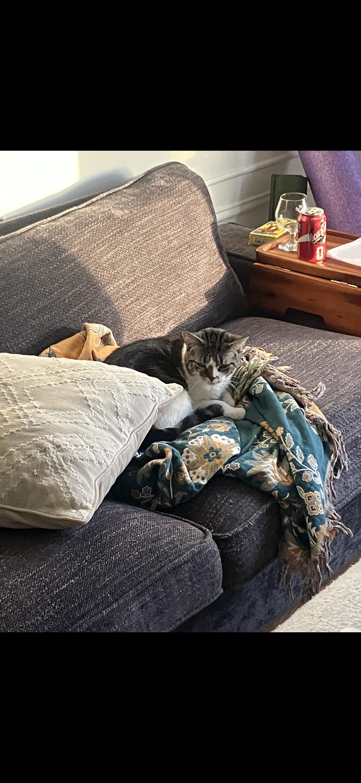 Enlarge Sofrita, a ADOPTABLE American Shorthair in Brooklyn, NY image 2/4