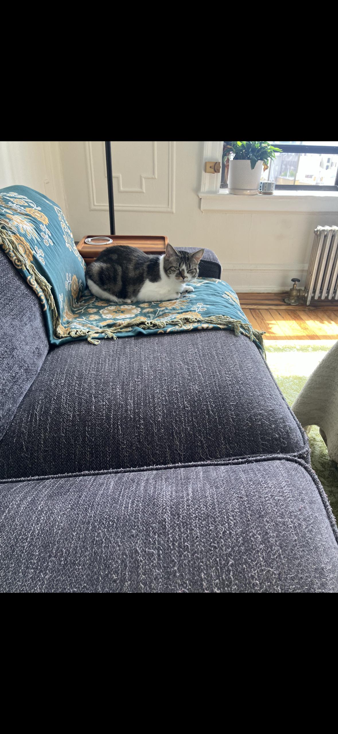 Enlarge Sofrita, a ADOPTABLE American Shorthair in Brooklyn, NY image 4/4