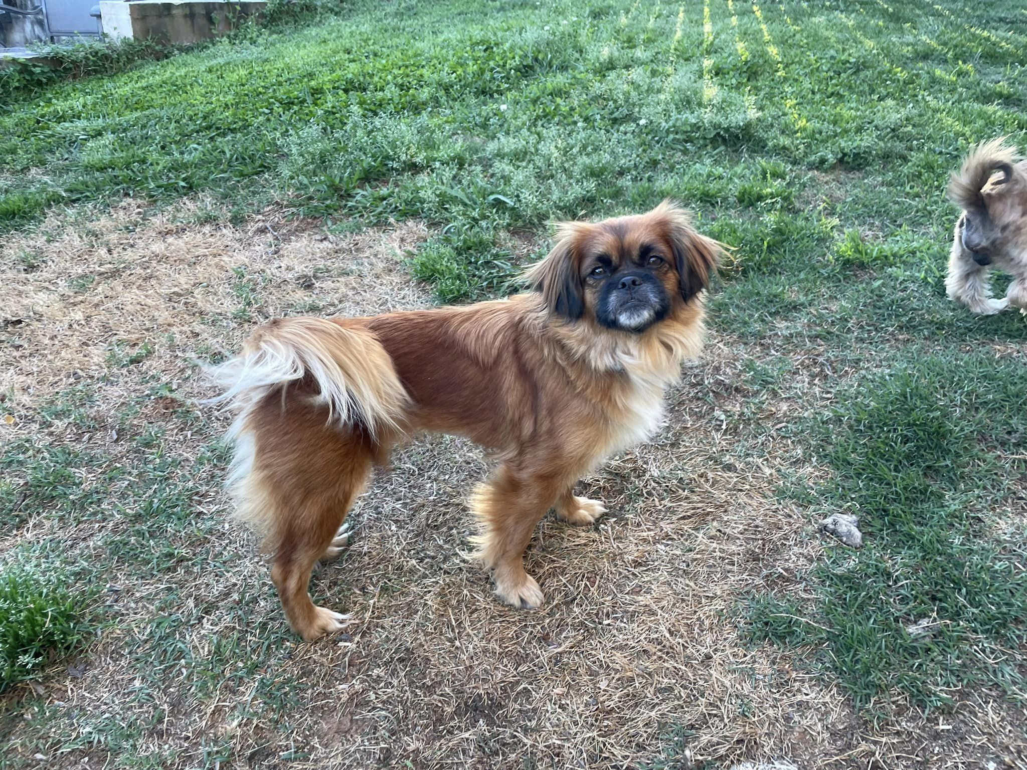 Tybee, Adopted, Young Female Tibetan Spaniel & Pomeranian.