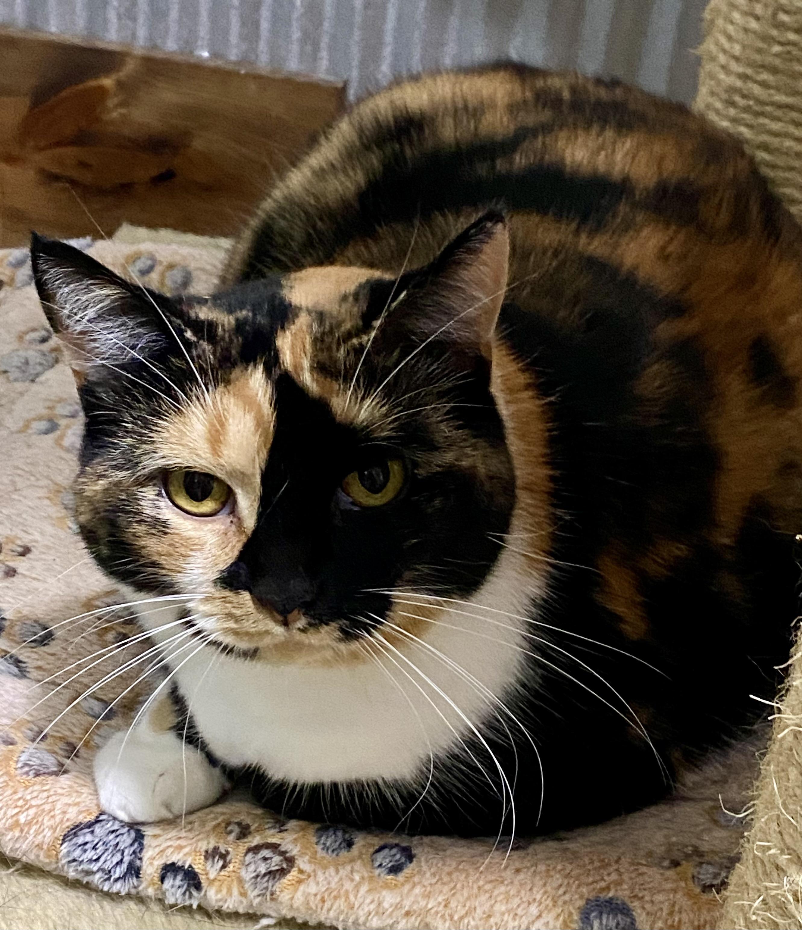 Sweet Pea, a Adoptable Calico in Fredericksburg, OH image 4/6