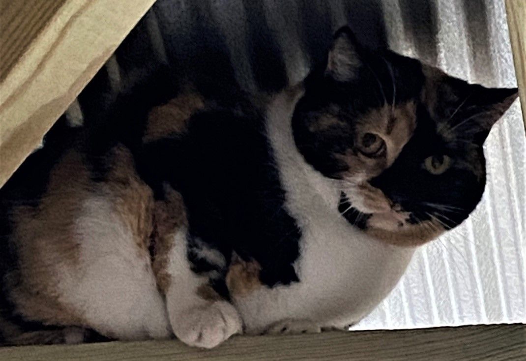 Enlarge Sweet Pea, a Adoptable Calico in Fredericksburg, OH image 2/2