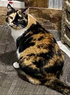 Sweet Pea, a Adoptable Calico in Fredericksburg, OH image 6/6
