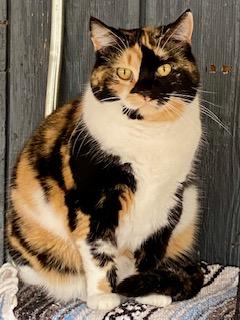 Sweet Pea, a Adoptable Calico in Fredericksburg, OH image 5/6