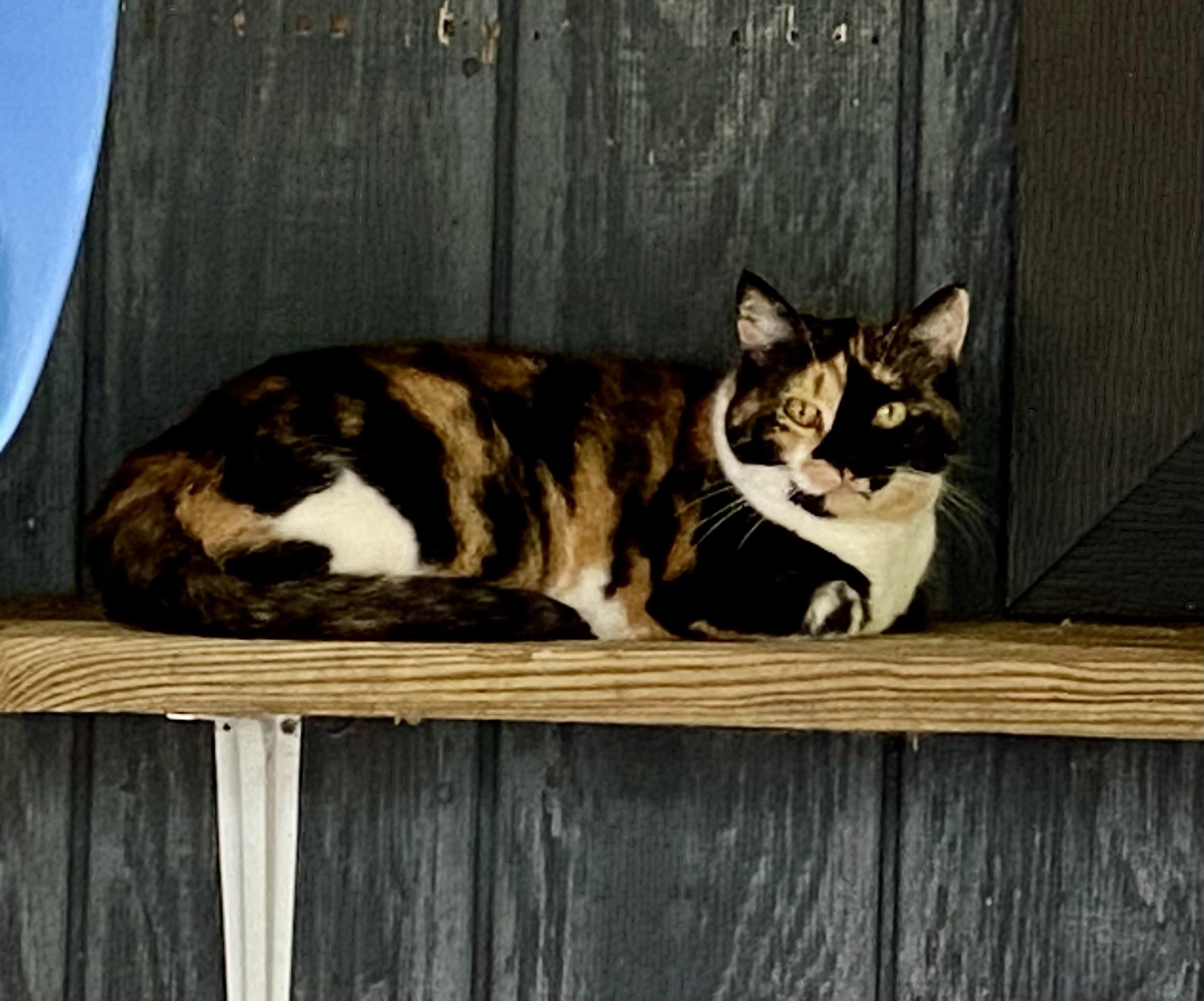 Sweet Pea, a Adoptable Calico in Fredericksburg, OH image 3/6