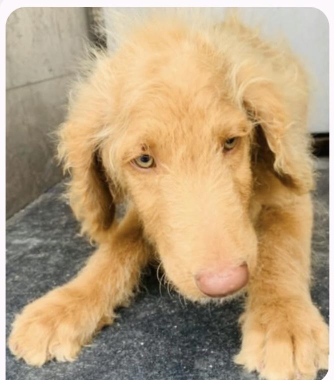 Enlarge Biscotti, a Adoptable mixed breed in Warrenton, VA image 1/2