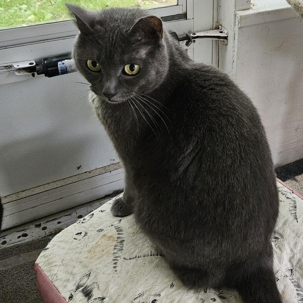 Dusty, Adoptable, Senior Female Domestic Short Hair.