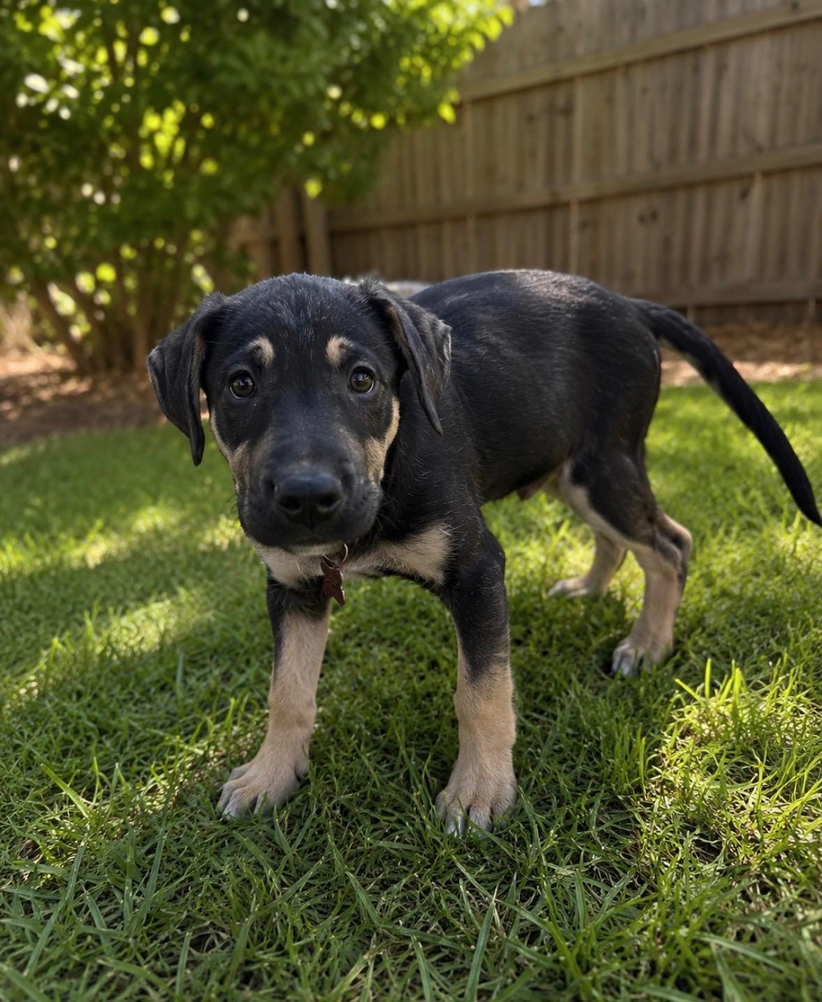 Enlarge Walnut, an adopted mixed breed in Houston, TX image 3/3