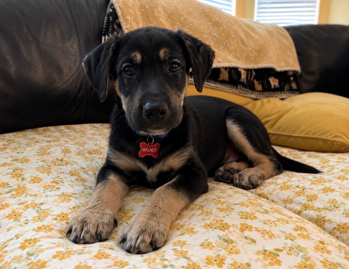 Enlarge Walnut, an adopted mixed breed in Houston, TX image 2/3