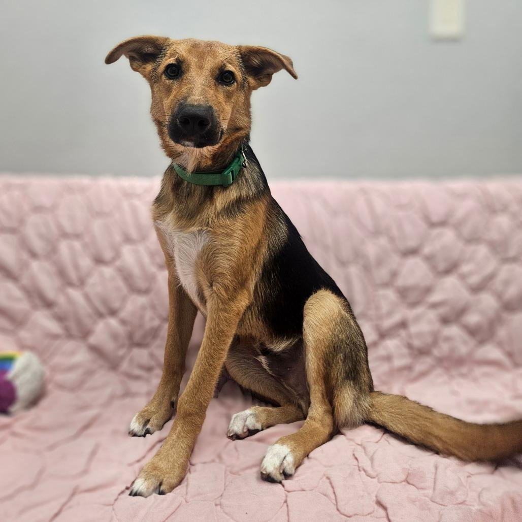 Oscar, Adopted, Puppy Male German Shepherd Dog.