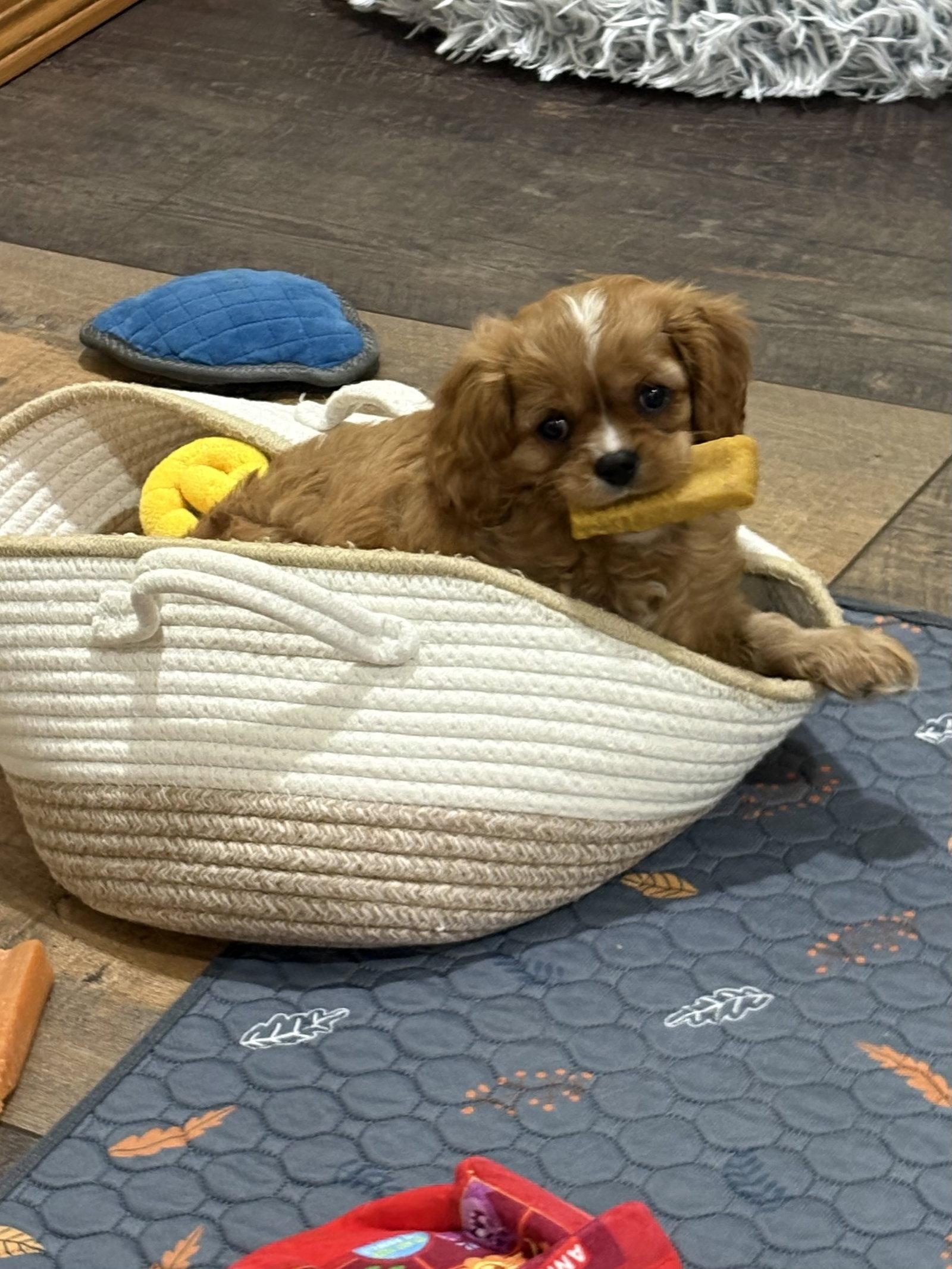 Charlie Brown, Adopted, Puppy Male Cavalier King Charles Spaniel.
