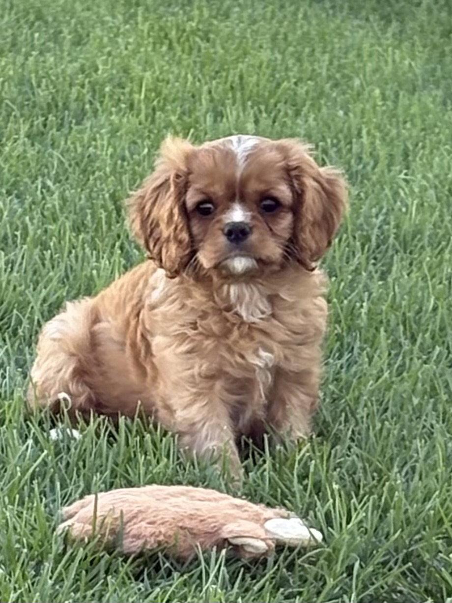 Enlarge Charlie Brown, a Adopted Cavalier King Charles Spaniel in Brandon, SD image 2/3