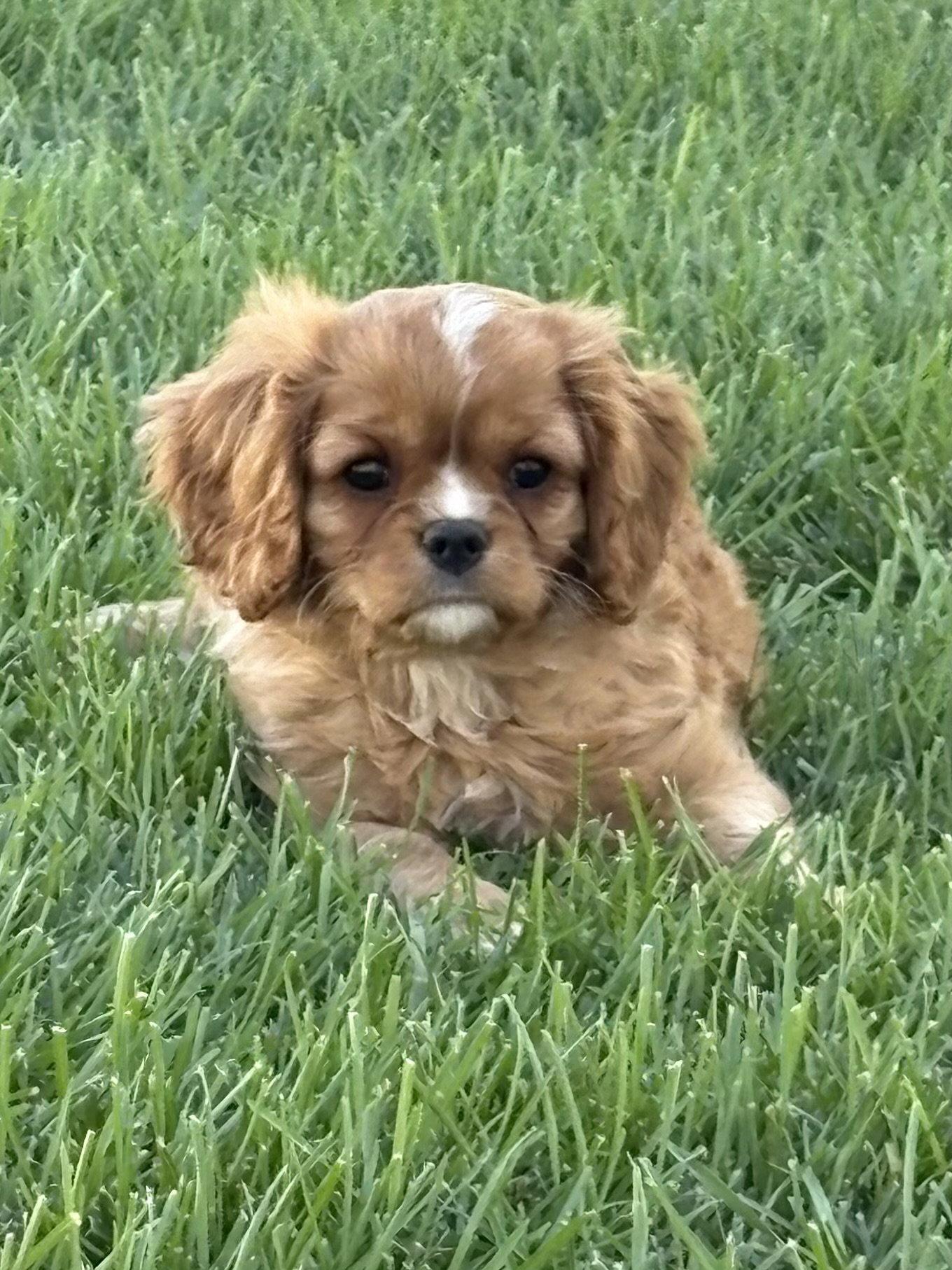 Enlarge Charlie Brown, a Adopted Cavalier King Charles Spaniel in Brandon, SD image 3/3