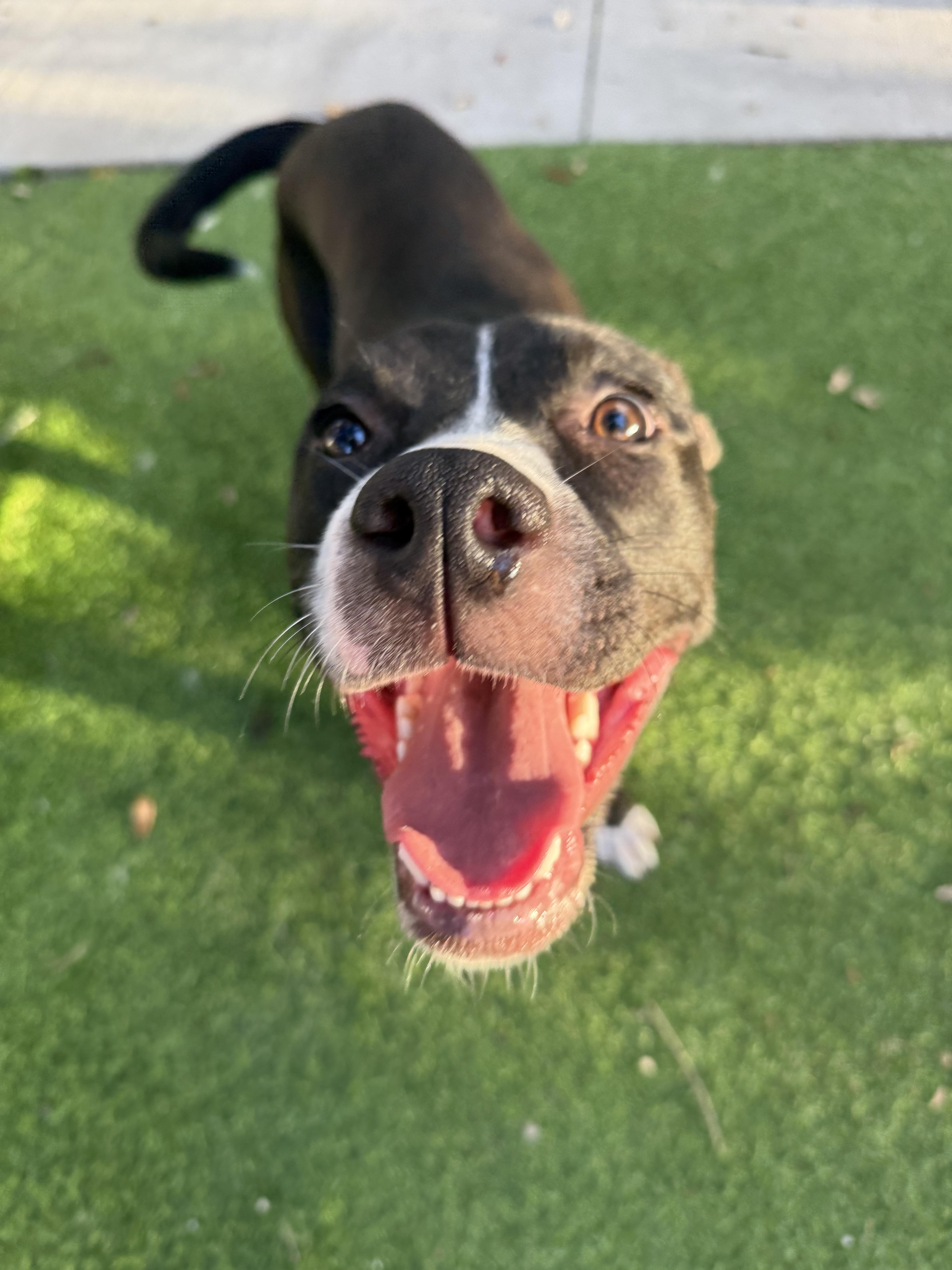 Enlarge Tula, a Adoptable Mixed Breed in tampa, FL image 1/5