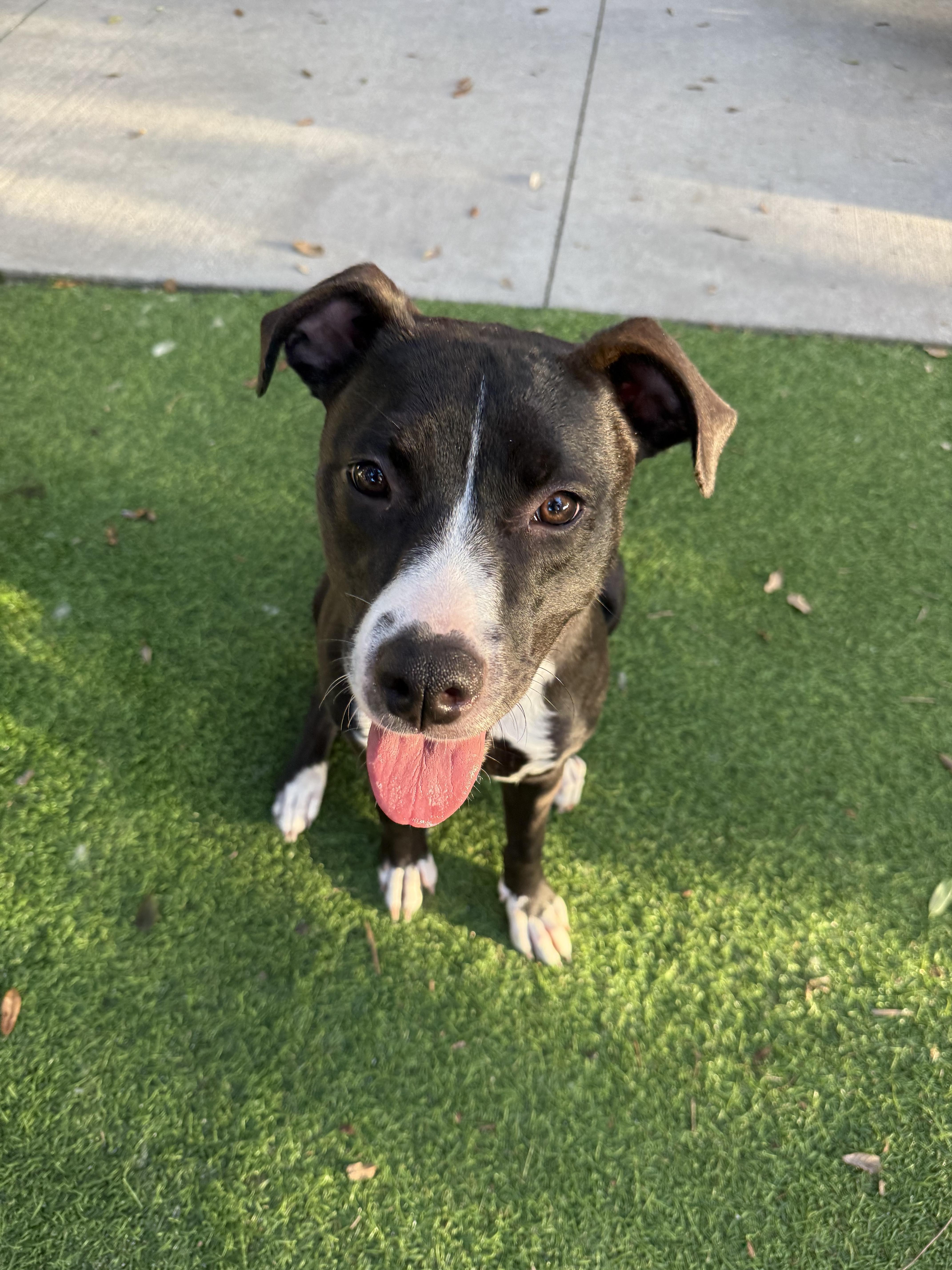 Enlarge Tula, a Adoptable Mixed Breed in tampa, FL image 2/5