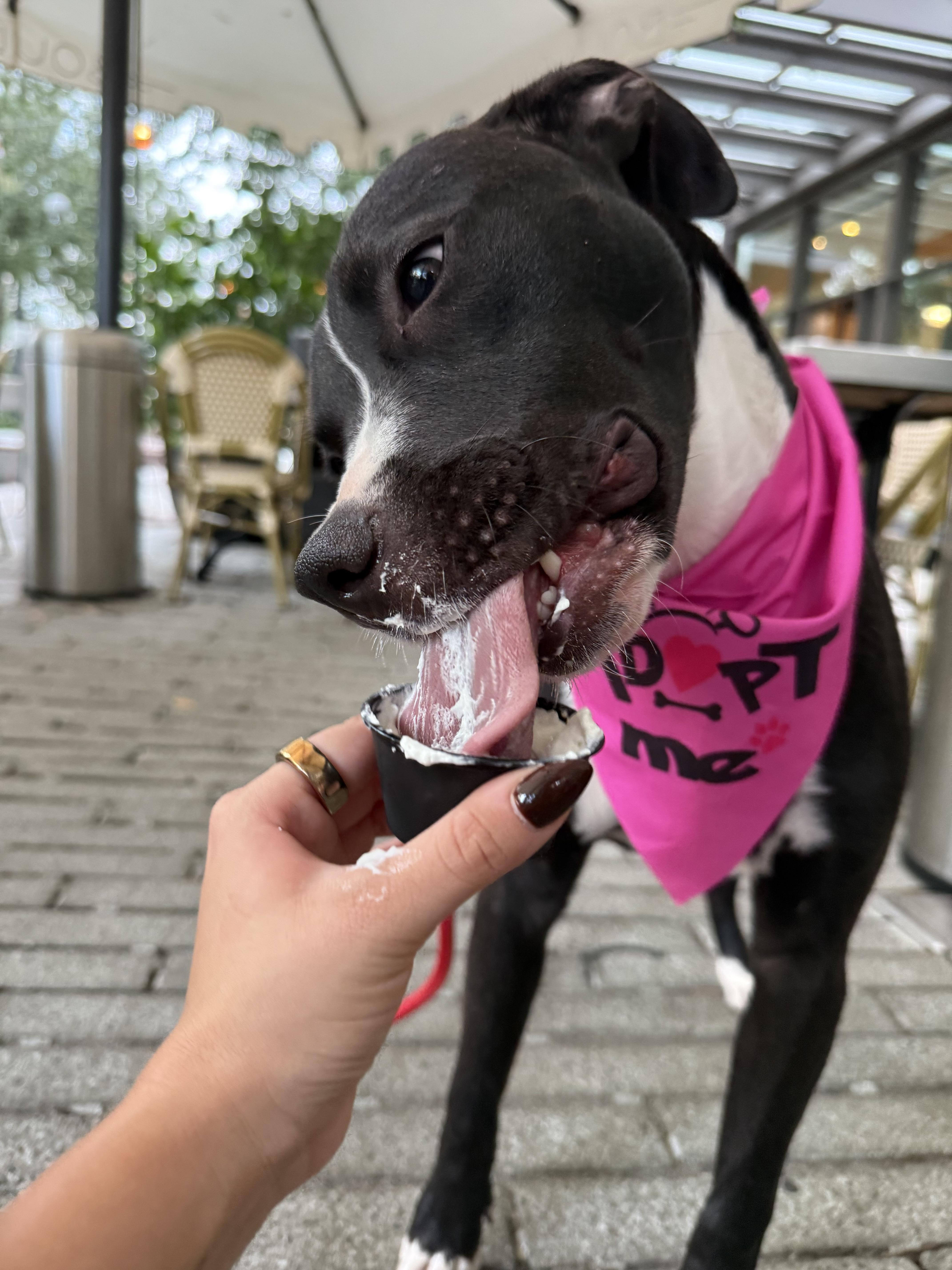 Enlarge Tula, a Adoptable Mixed Breed in tampa, FL image 3/5