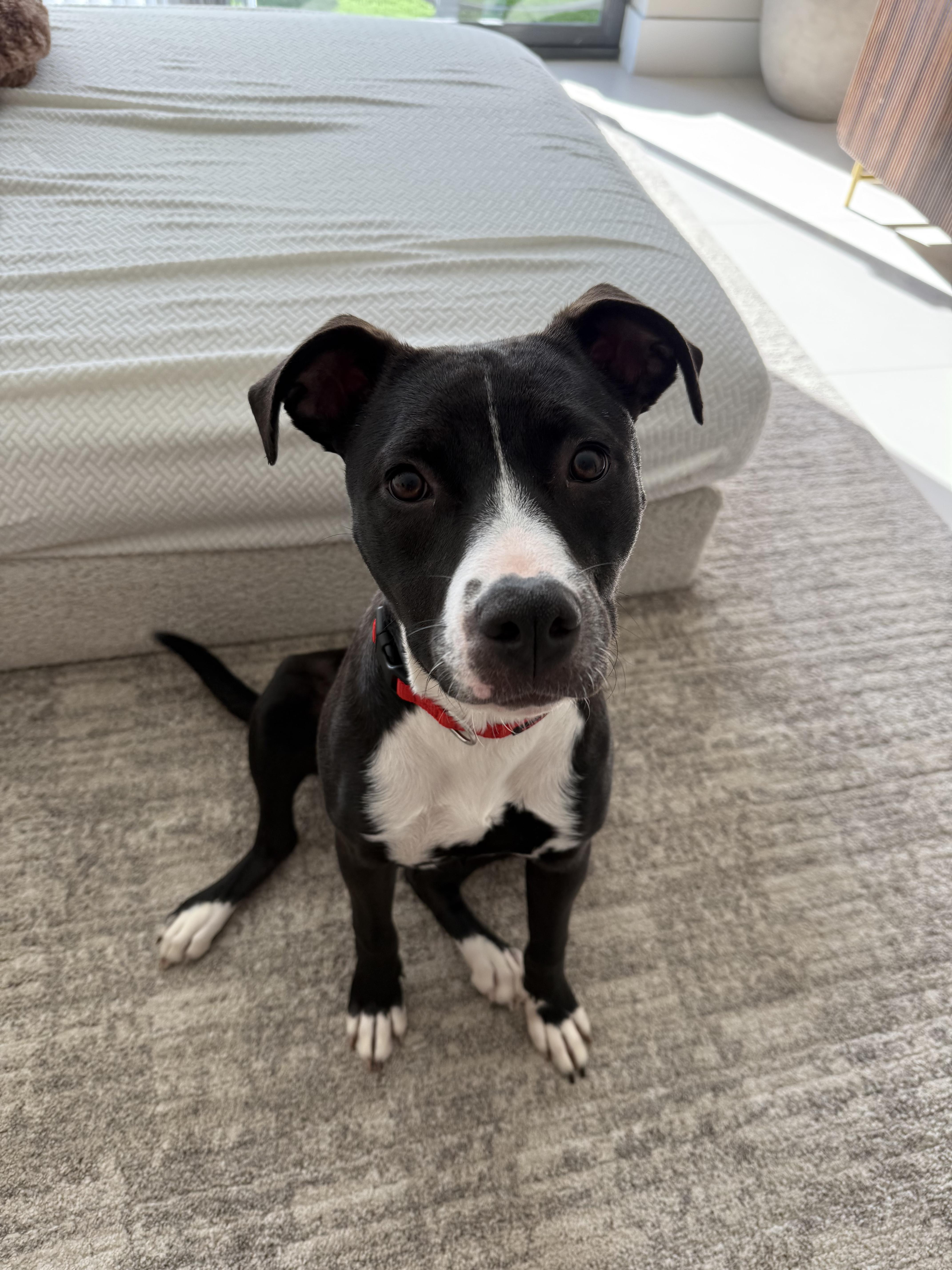 Enlarge Tula, a Adoptable Mixed Breed in tampa, FL image 4/5