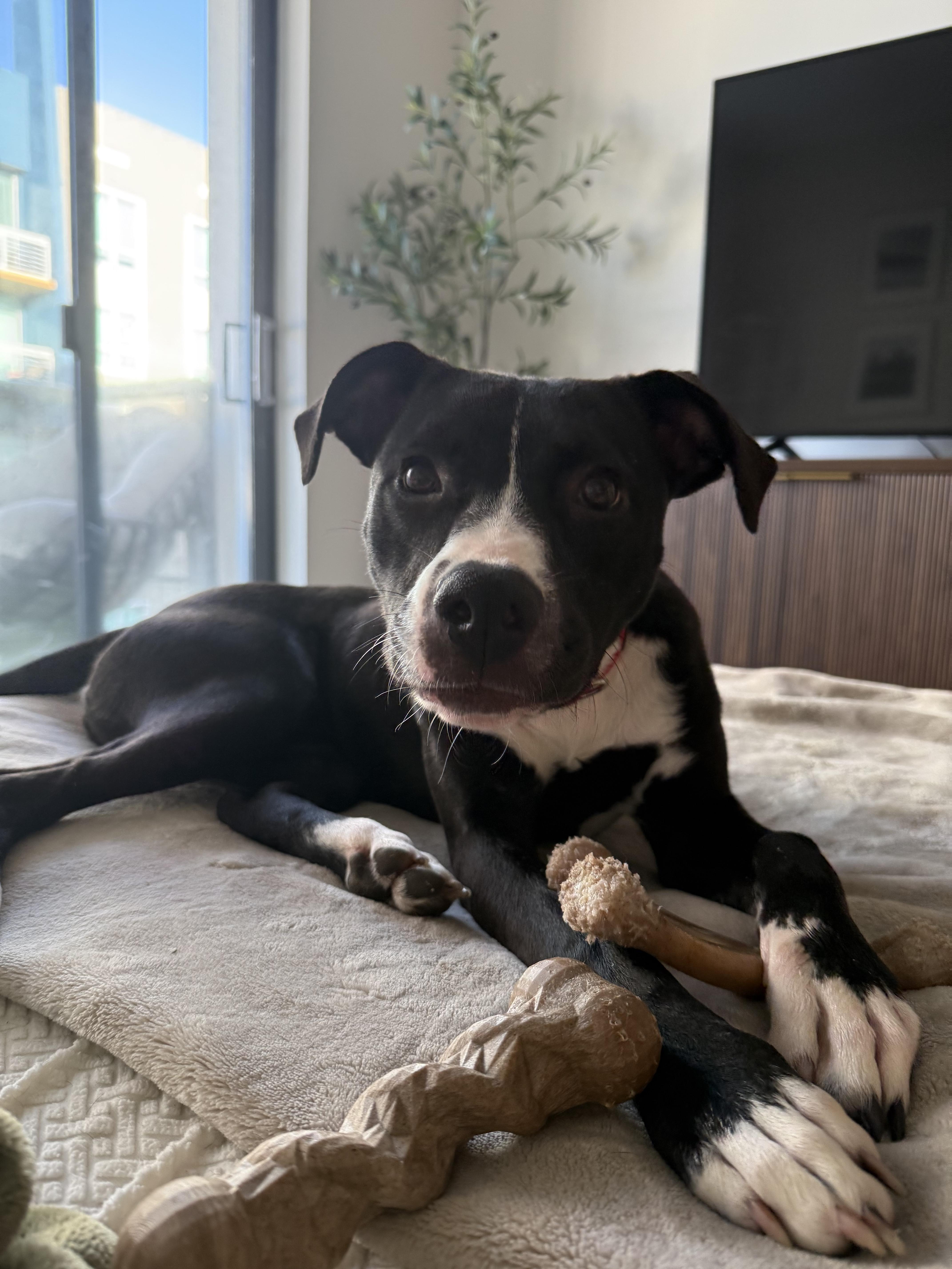 Enlarge Tula, a Adoptable Mixed Breed in tampa, FL image 5/5