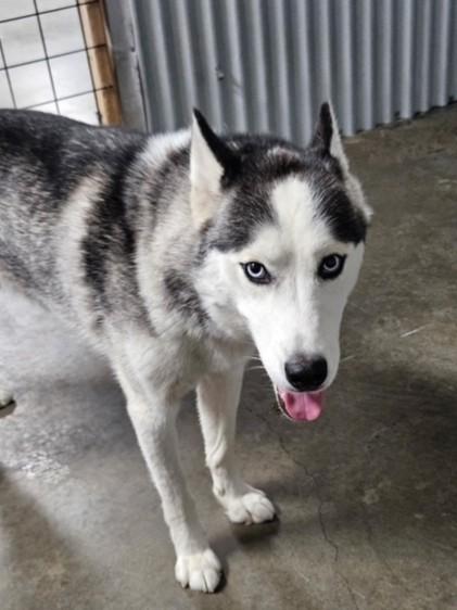 Enlarge Star, a Adoptable mixed breed in Kellogg, ID image 3/3