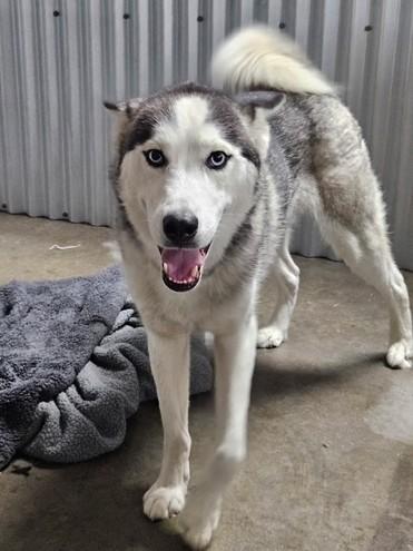 Enlarge Star, a Adoptable mixed breed in Kellogg, ID image 2/3