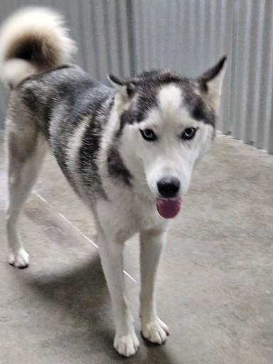 Star, Adoptable, Young Male Husky.