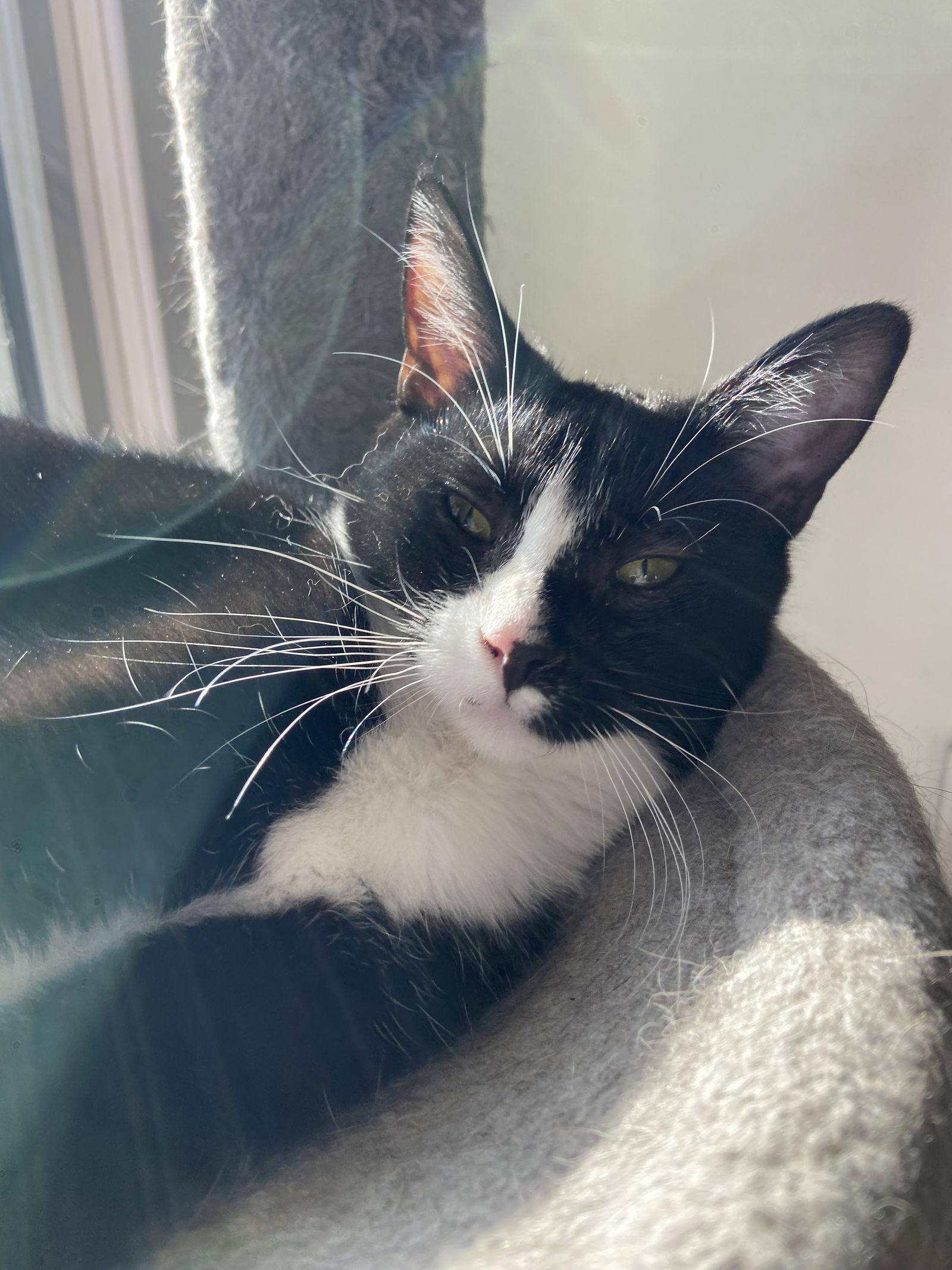 Enlarge Tatiana - KITTEN in foster, a Adoptable Domestic Short Hair in Alexandria, VA image 2/3