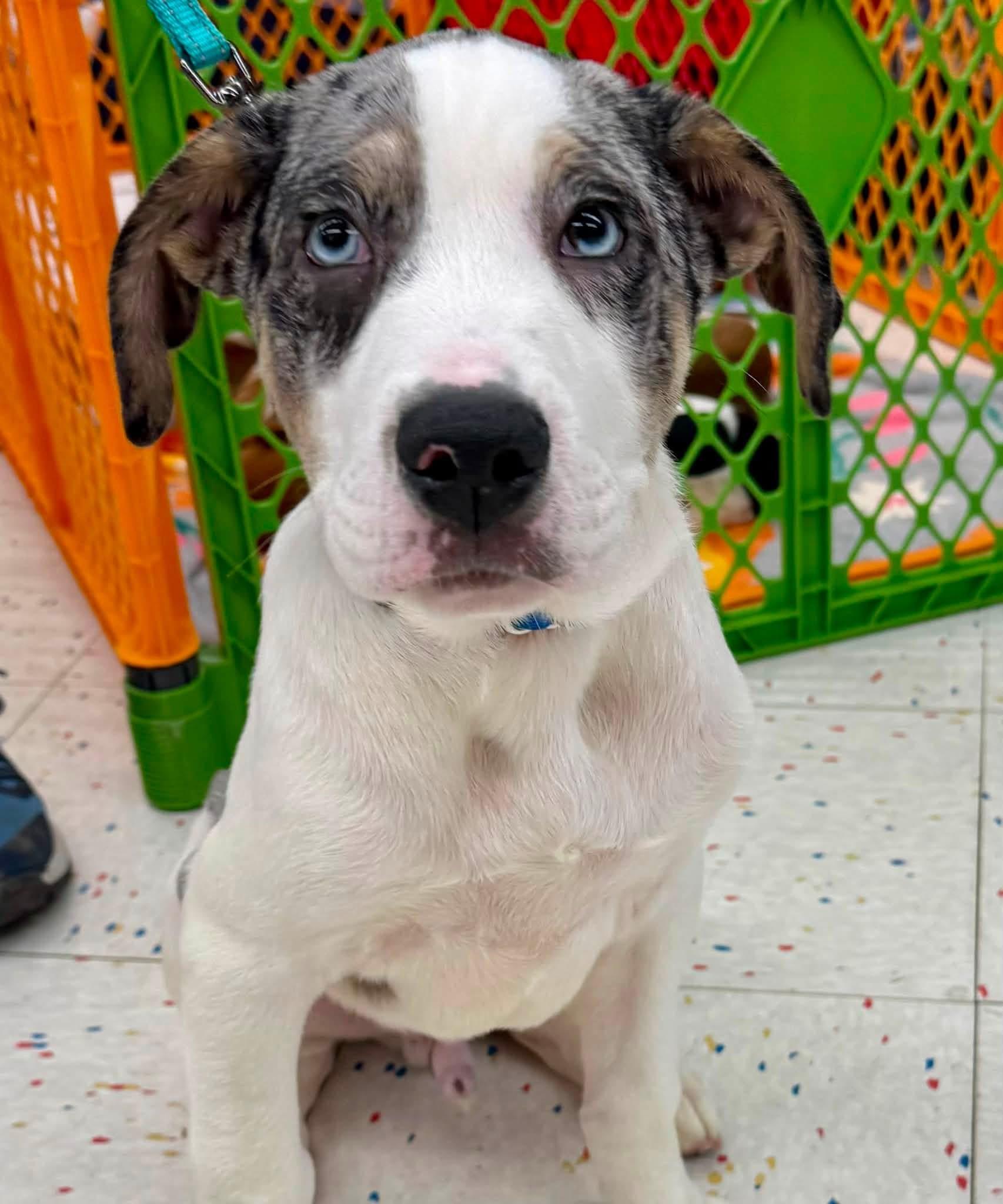 Ted, adopted, Puppy Male Great Dane.